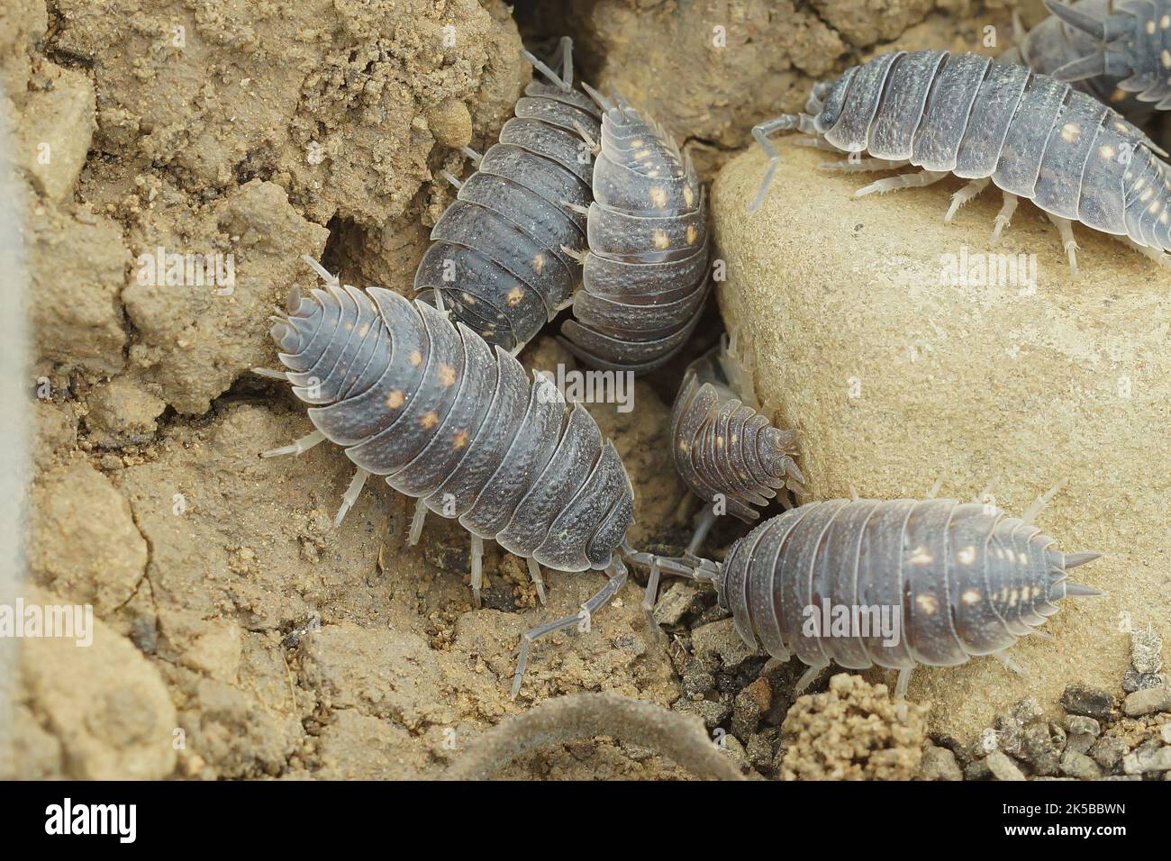 Woodlouse woodlice oniscidea hires stock photography and images Alamy
