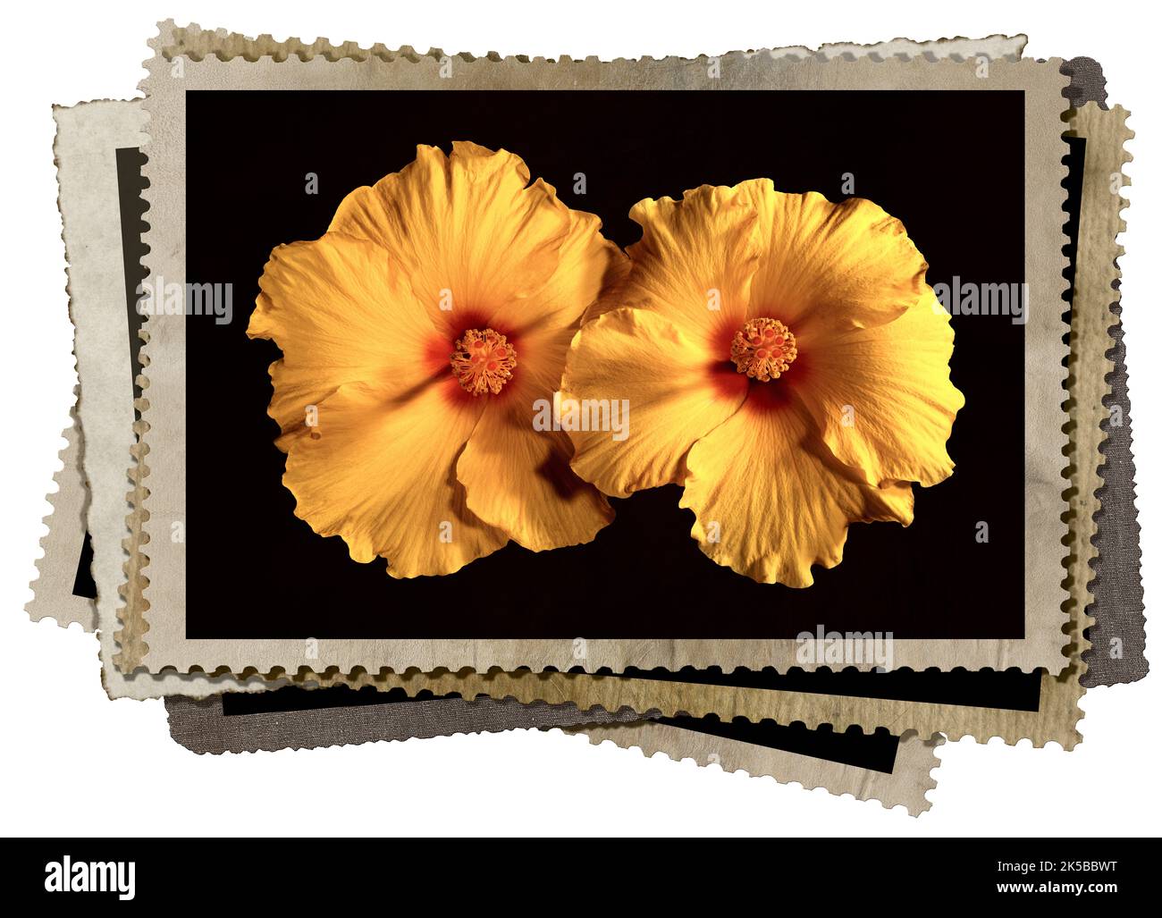 A stack of old vintage postcards or photo frames with a couple of yellow, orange and red Hibiscus Flowers. Isolated on white background, photography. Stock Photo