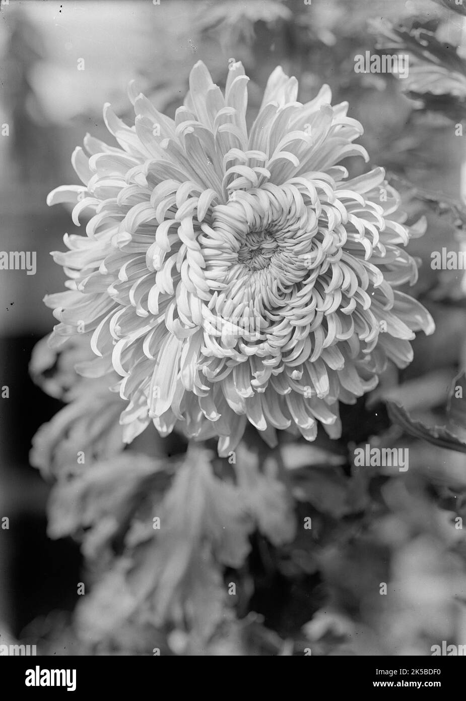 Agriculture Department - 'Jessie Wilson' Chrysanthemum, 1913. Flower possibly named after Jessie Woodrow Wilson Sayre, daughter of US President Woodrow Wilson. Stock Photo