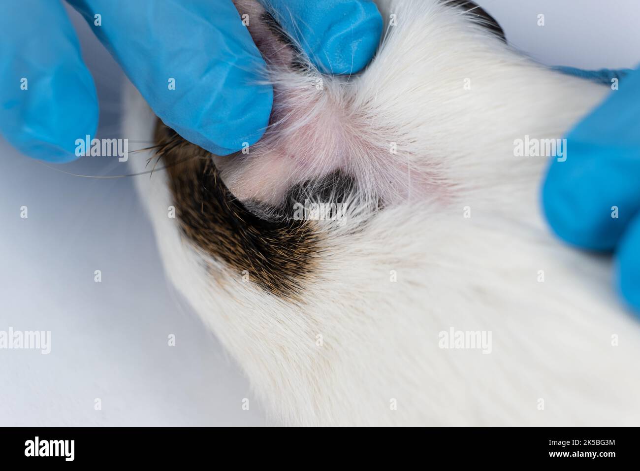 The veterinarian shows bald patches behind the ears of a small guinea pig, close-up. Stock Photo