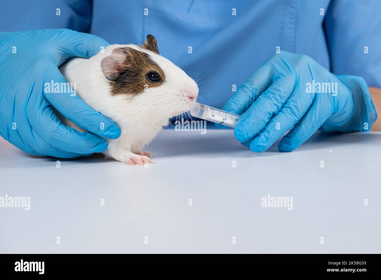 View of The veterinarian gives the medicine from the syringe to a small guinea ...