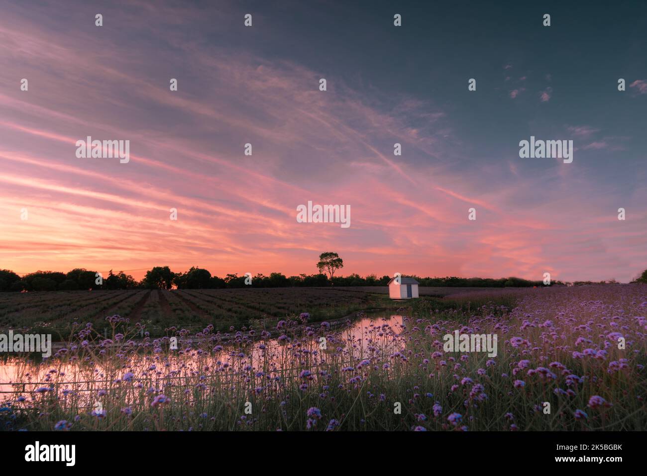 A colorful flower field in the rural area during the sunset Stock Photo ...
