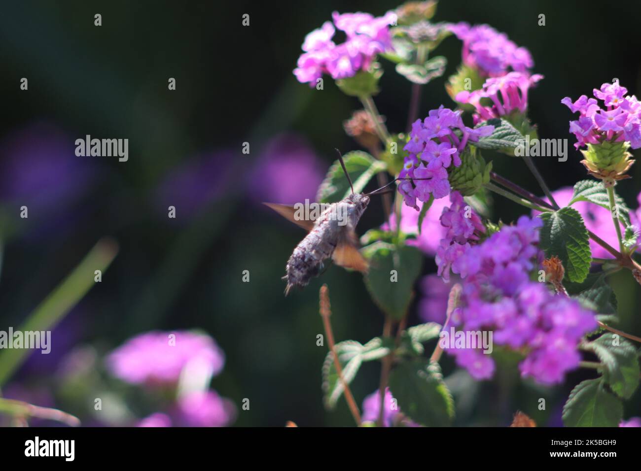 Humming Bird Hawk Moth (Macroglossum stellatarum) Stock Photo