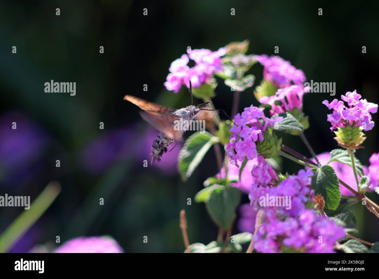 Humming Bird Hawk Moth (Macroglossum stellatarum) Stock Photo
