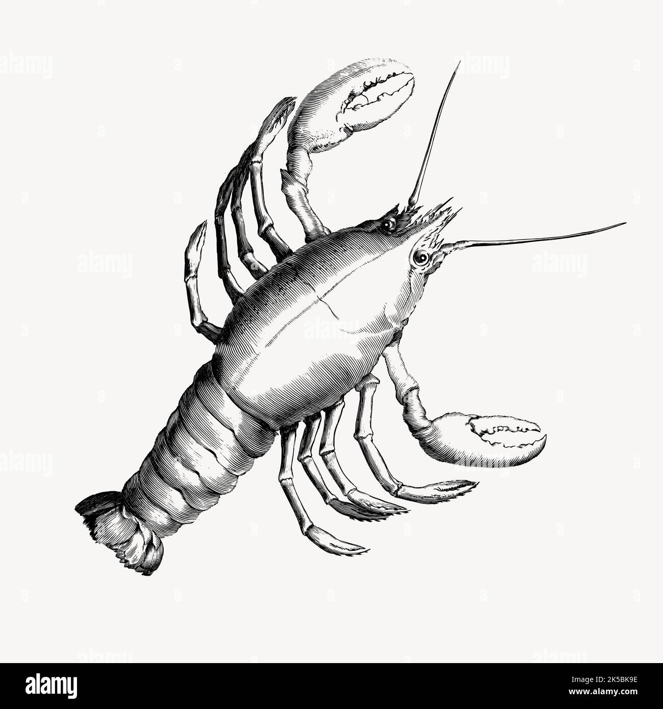 Lobster drawing, illustration vector Stock Vector Image & Art Alamy