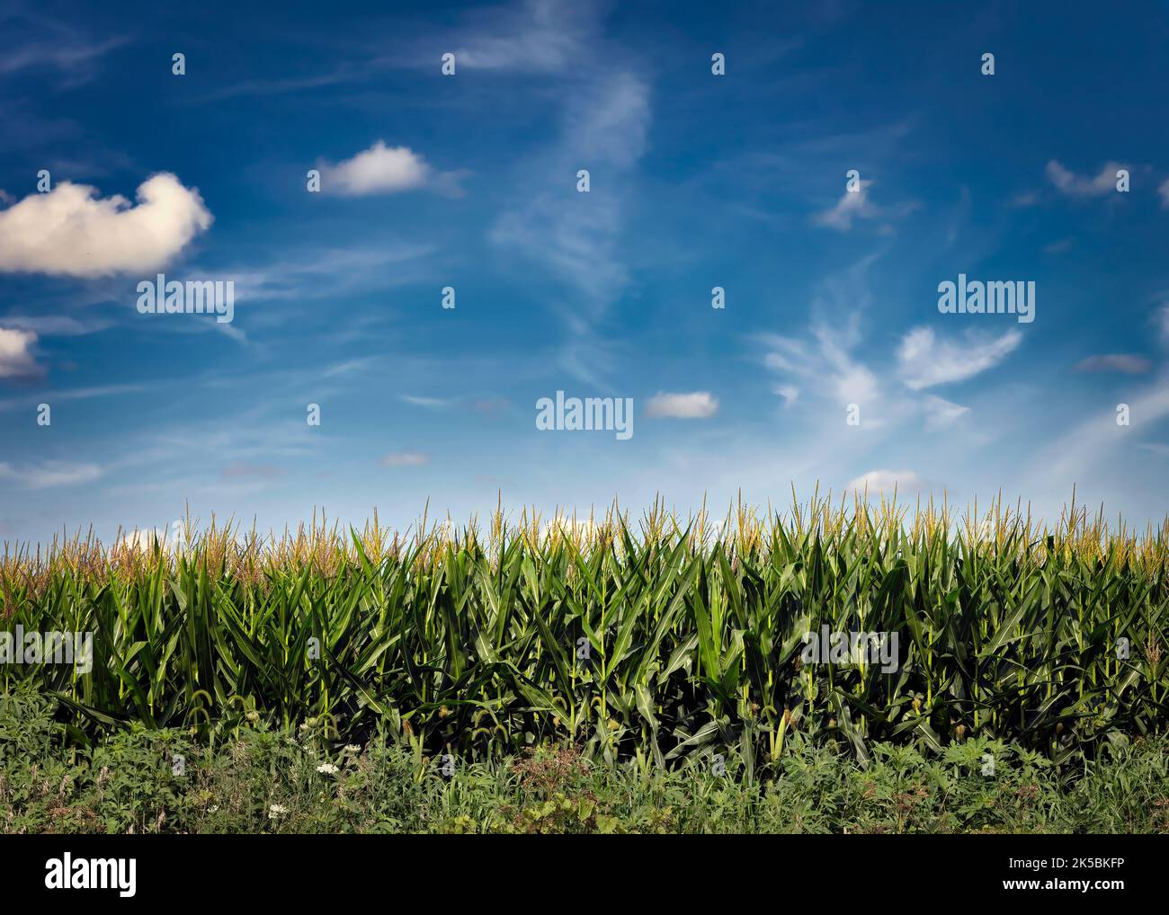 A plush cornfield stands against the midwester sky near Farley, Iowa