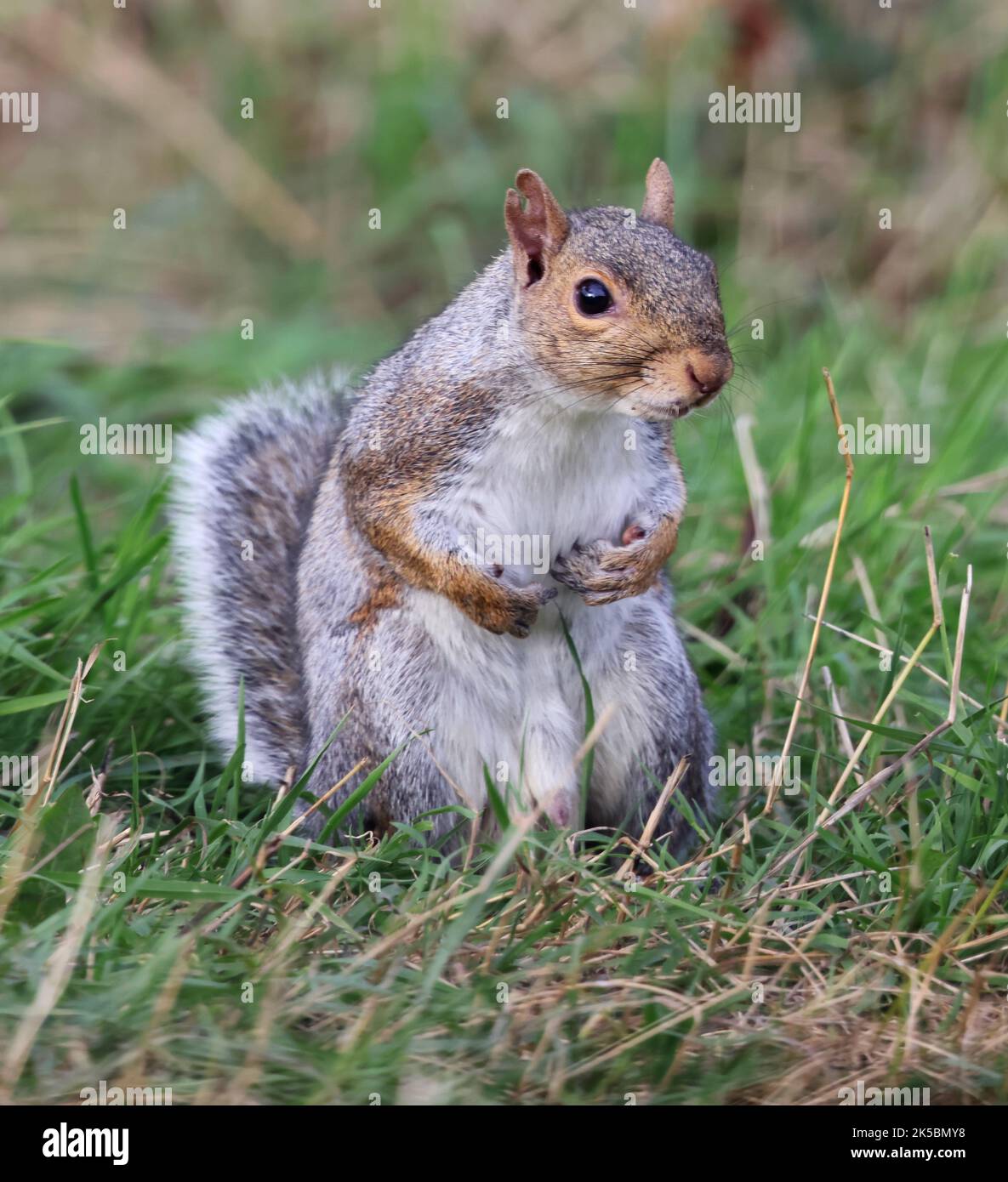 Grey Squirrel a non-native resident in the UK Stock Photo