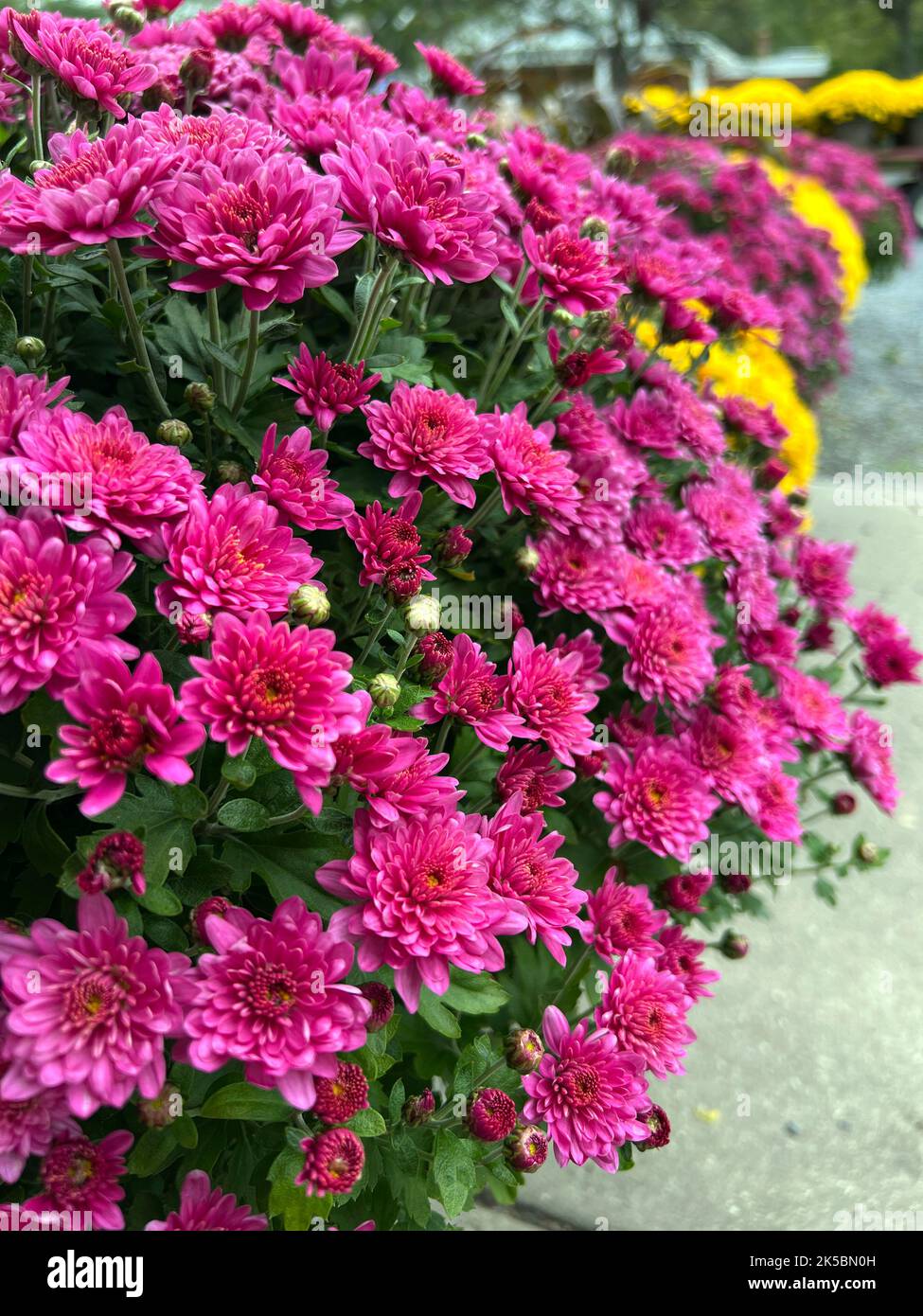 Pink and yellow mums for sale at a roadside stand in New York in autumn