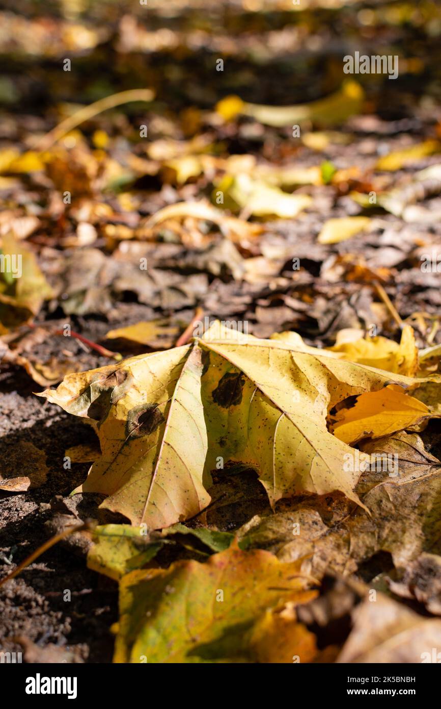 Close up of yellow autumn leaves on the ground in forest Stock Photo ...