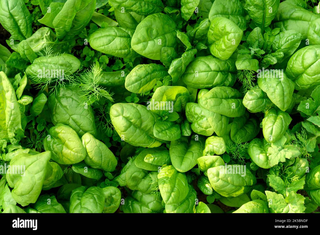 Texture of Green spinach plants. Vegetable planting farm. Natural