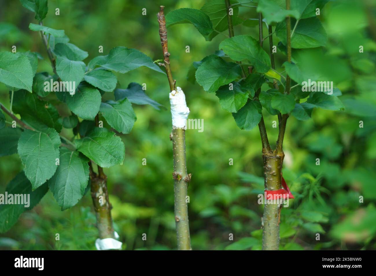 A trunk of a young apple tree. Branches of a young fruit apple tree in