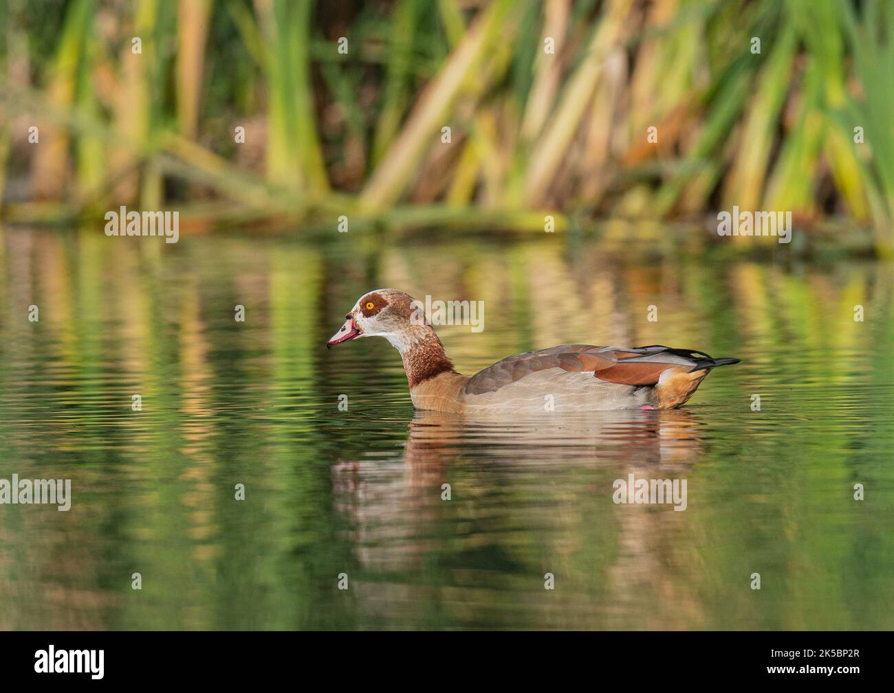 An Egyptian Goose (Alopochen aegyptiaca) floating serenely on a  lake in the golden evening light . Suffolk, UK Stock Photo