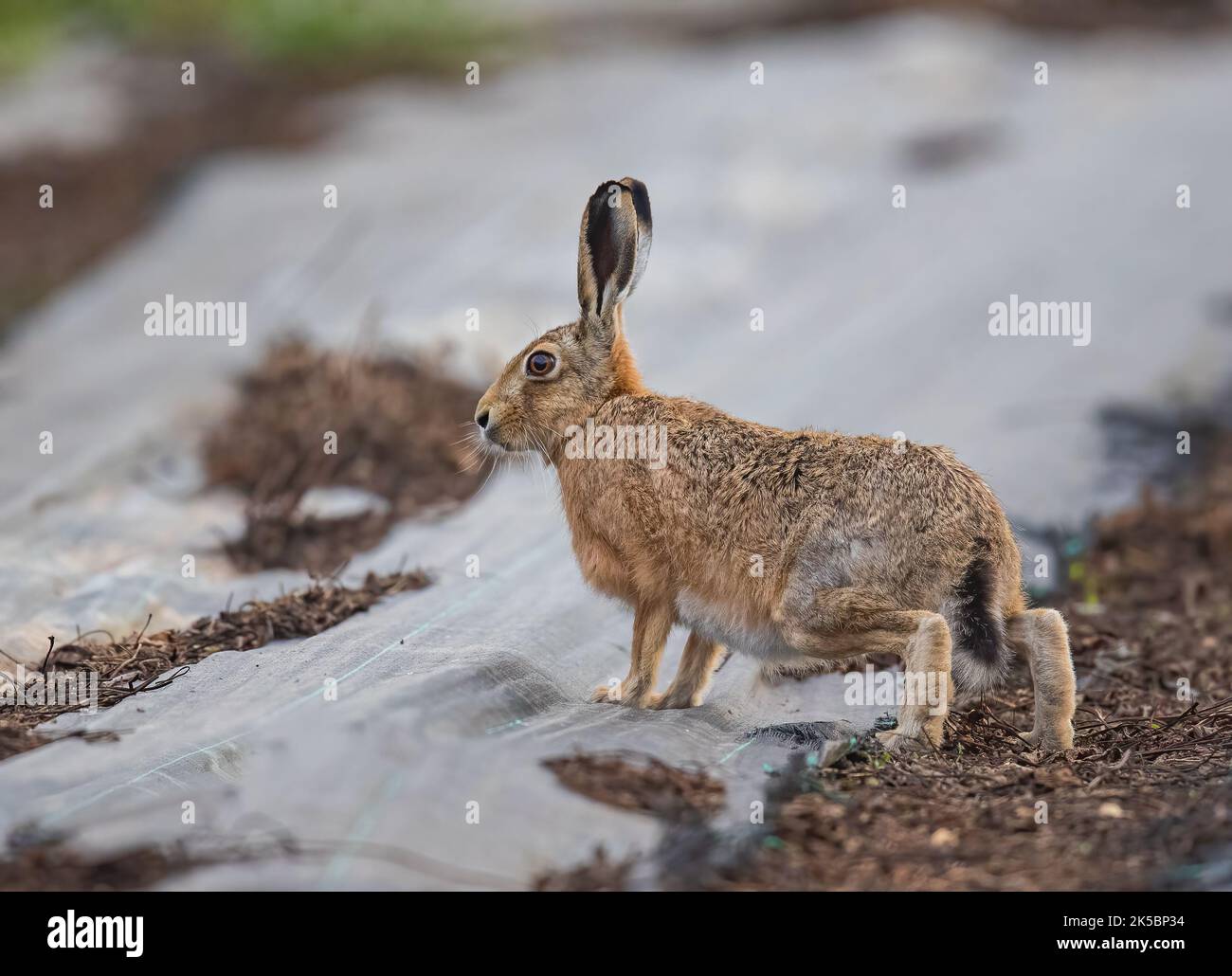 A Brown Hare ( Lepus europaeus0 exploring the weed control fabric in a polytunnel  . Showing the relationship between Wildlife and Agriculture. UK Stock Photo