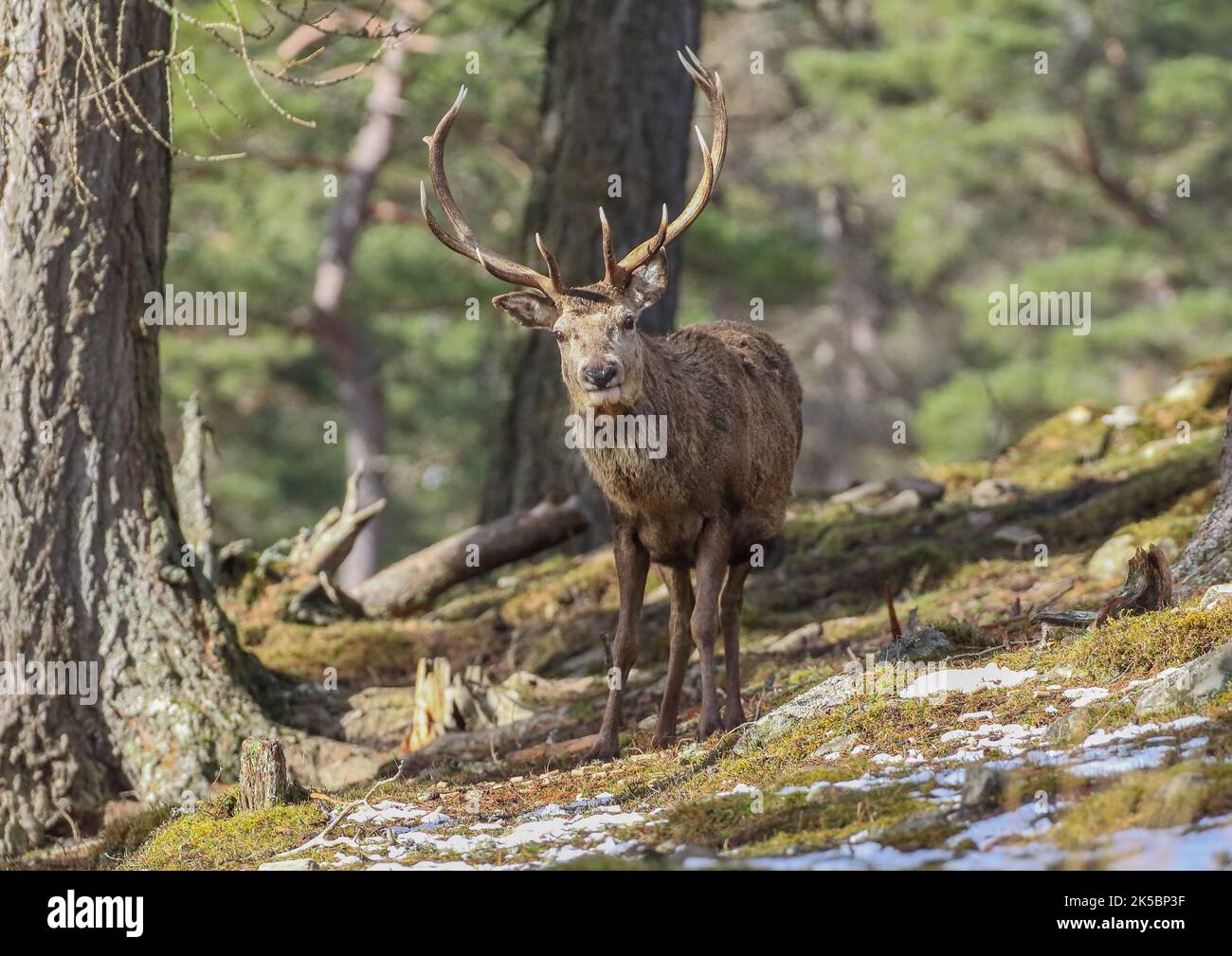 A majestic Red Deer Stag (Cervus elaphus) standing proud in the ...