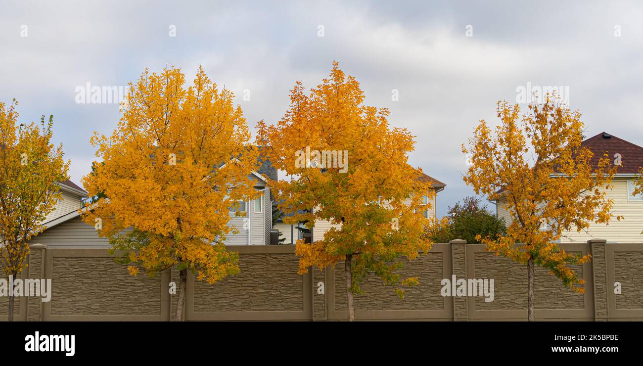 Tree leaves changing color hi-res stock photography and images - Alamy