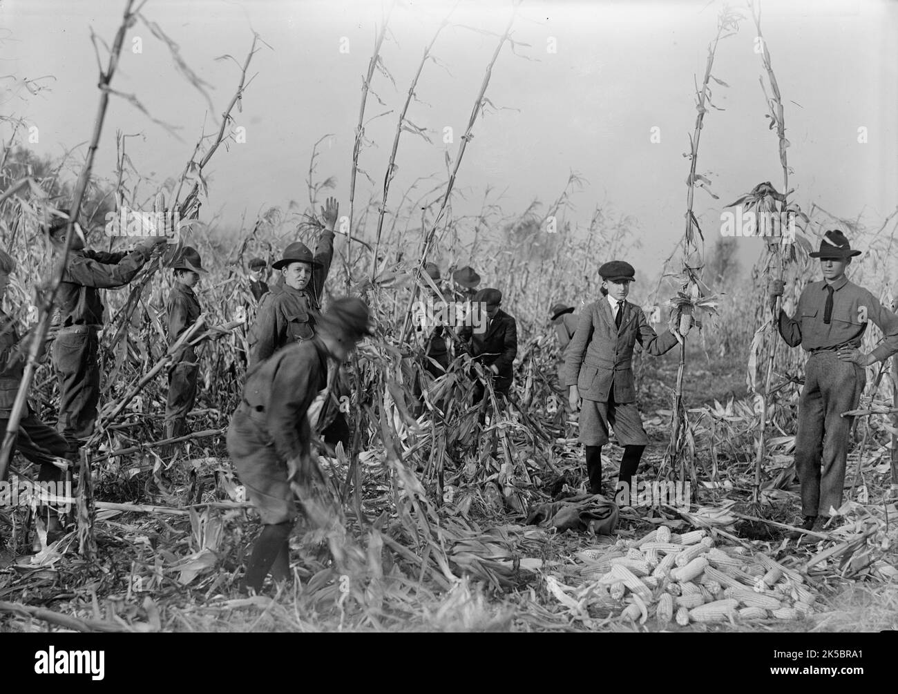 Boy Scouts, Boy Scout Farm, 1917 Stock Photo Alamy
