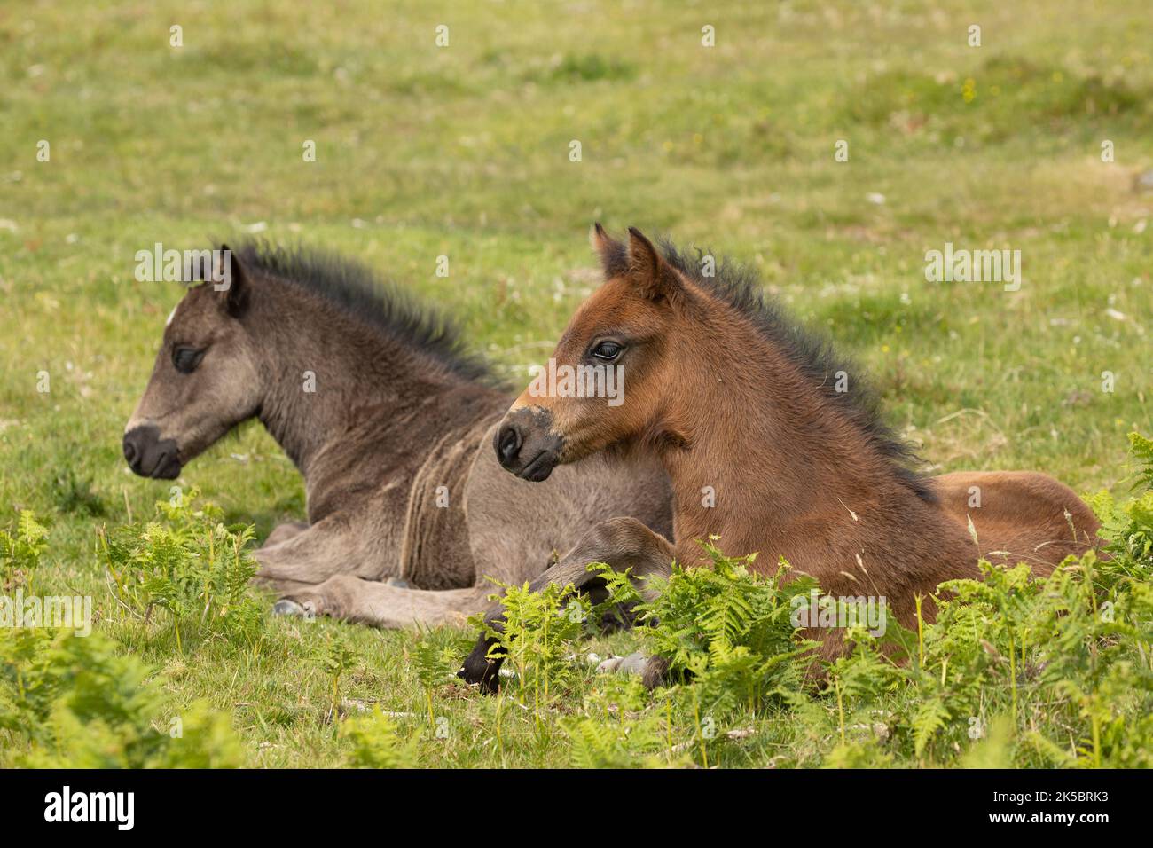 Dartmoor ponies horse national parc England United Kingdom Stock Photo