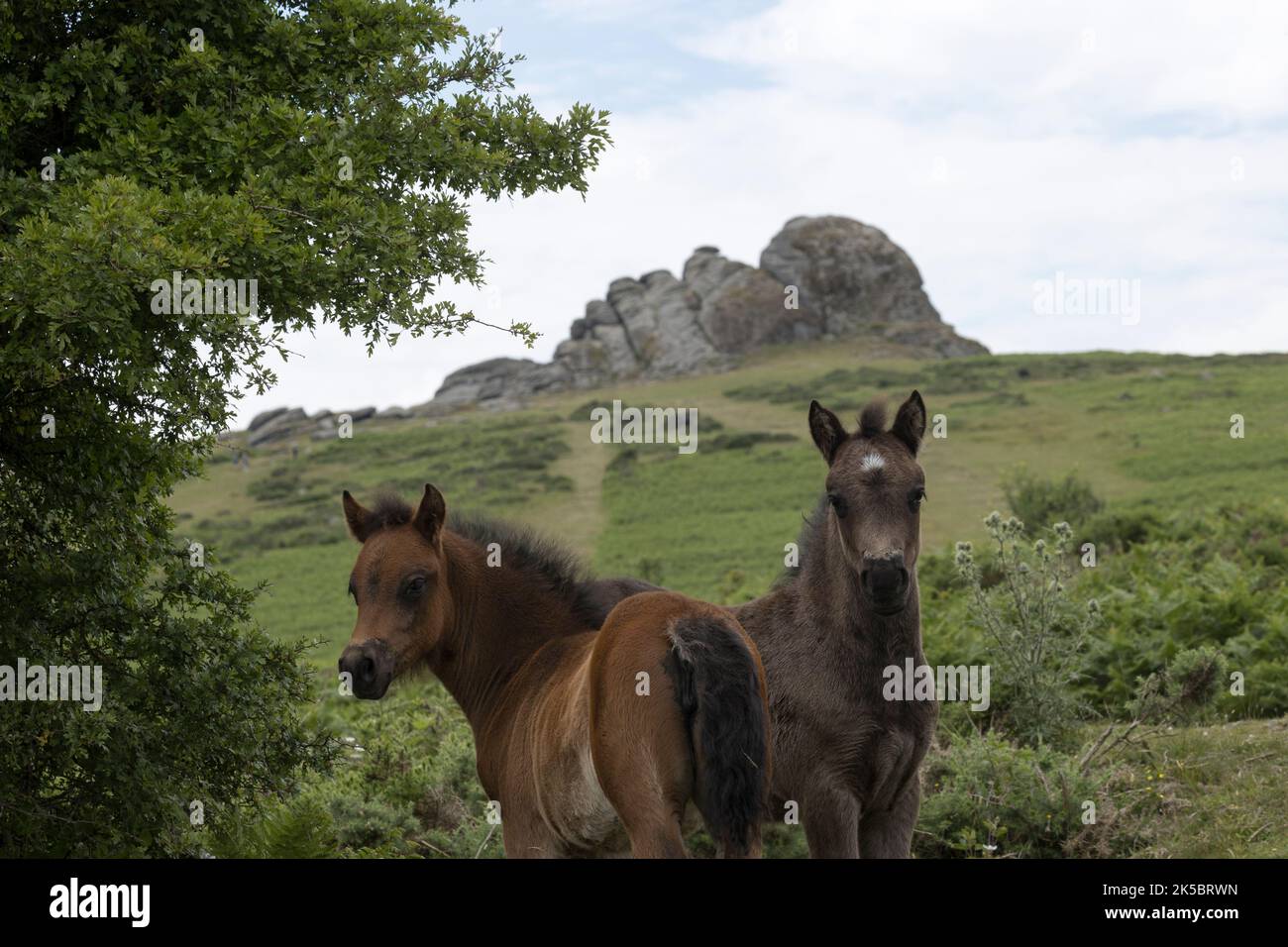 Dartmoor ponies horse national parc England United Kingdom Stock Photo