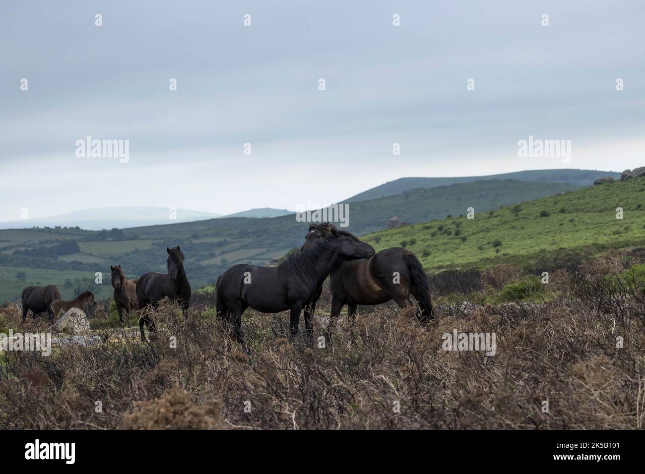 Dartmoor ponies horse national parc England United Kingdom Stock Photo