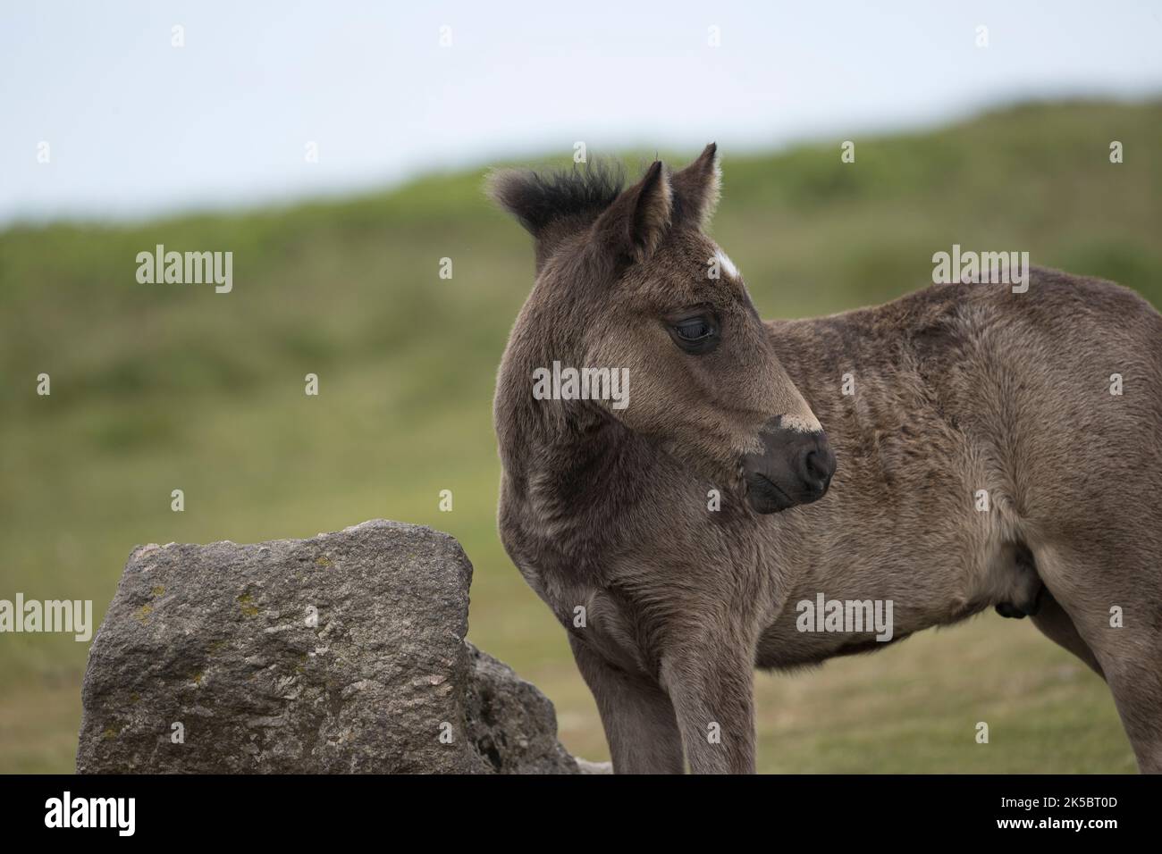 Dartmoor ponies horse national parc England United Kingdom Stock Photo