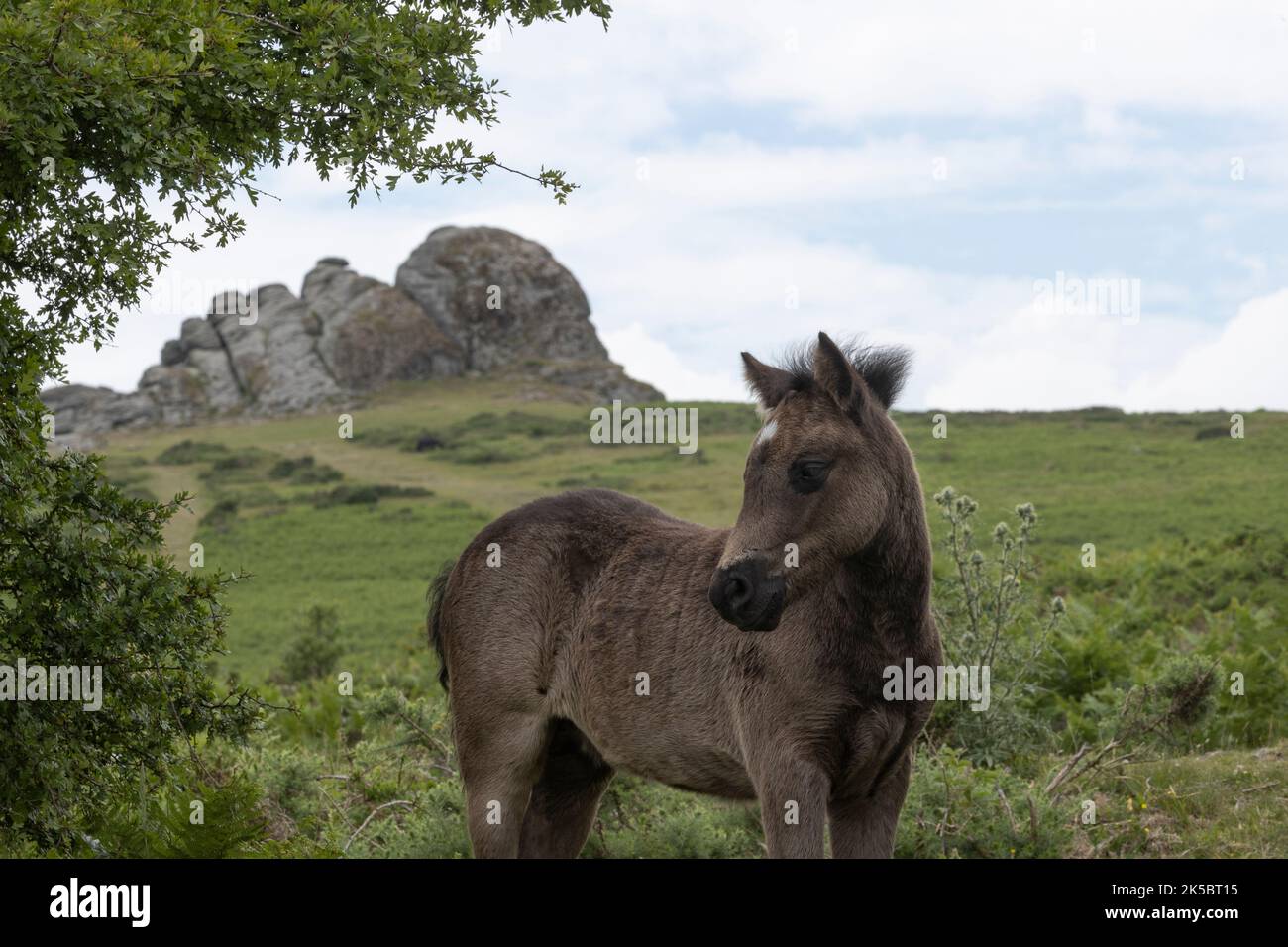 Dartmoor ponies horse national parc England United Kingdom Stock Photo