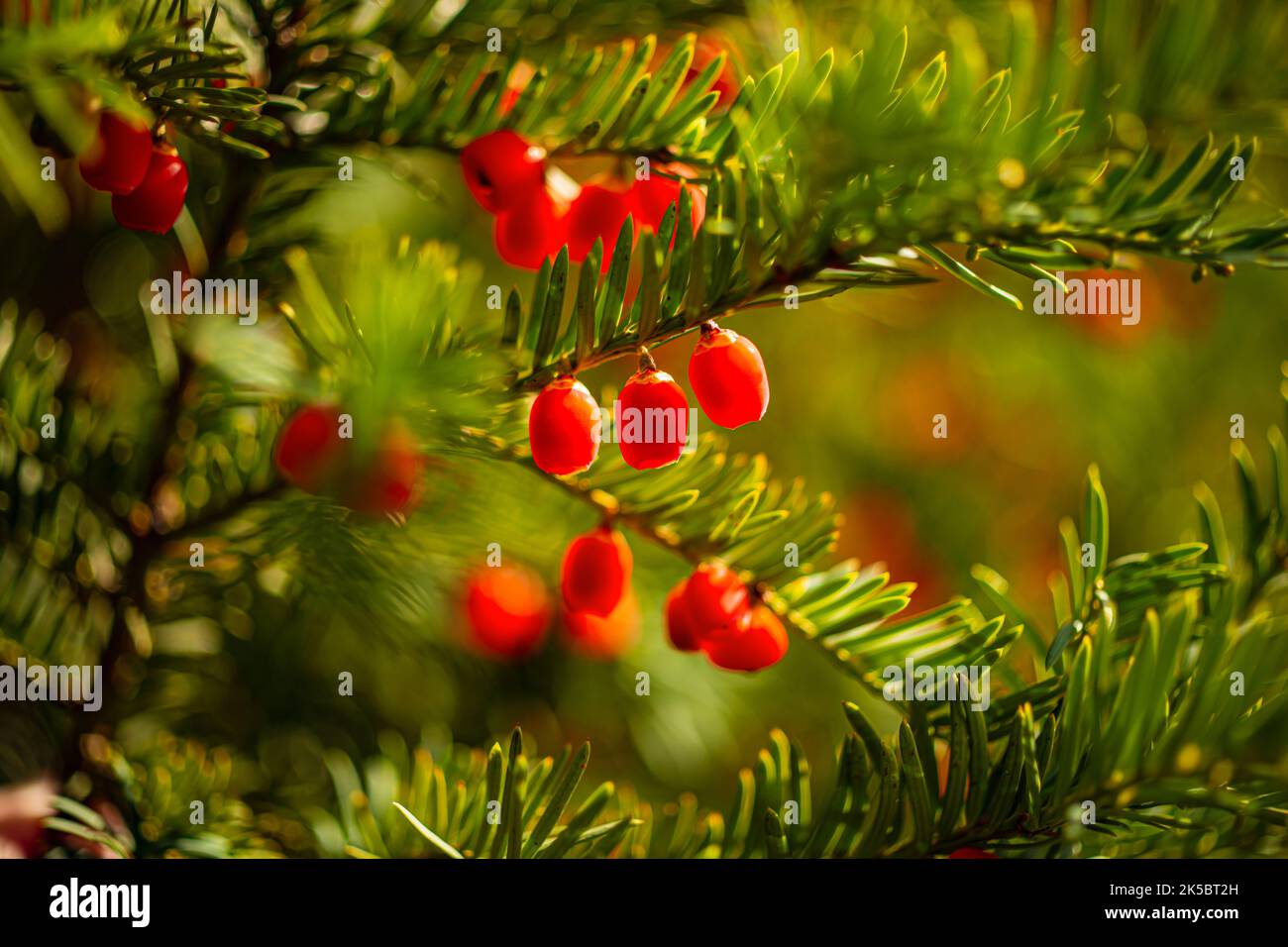 Red berries growing on evergreen yew tree in sunlight, European yew tree Stock Photo Alamy