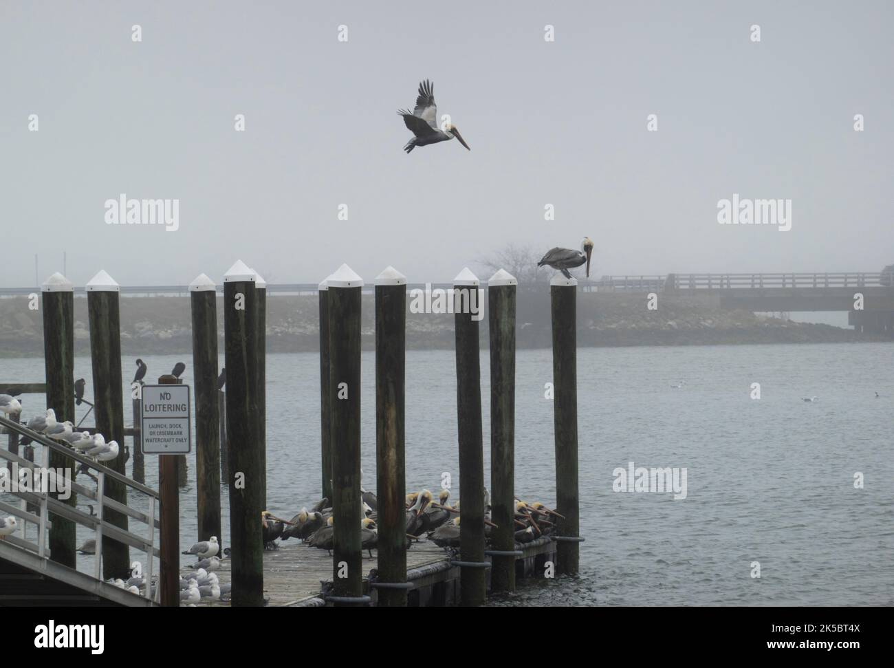 birds on a dock in the fog in Hampton VA Stock Photo