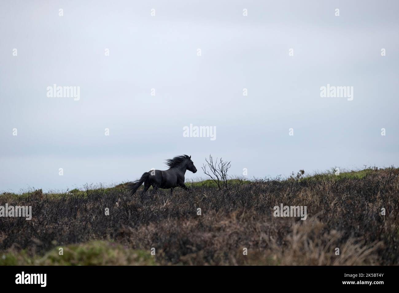 Dartmoor ponies horse national parc England United Kingdom Stock Photo