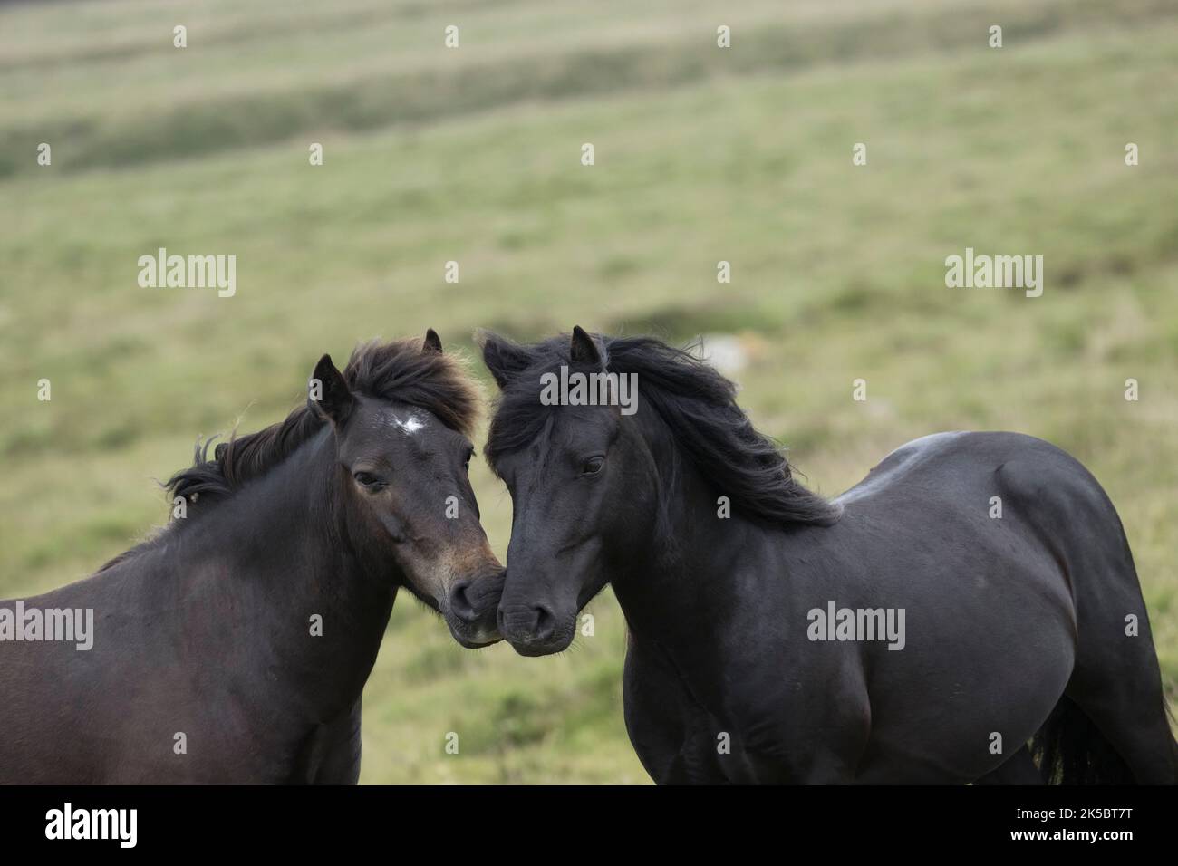 Dartmoor ponies horse national parc England United Kingdom Stock Photo