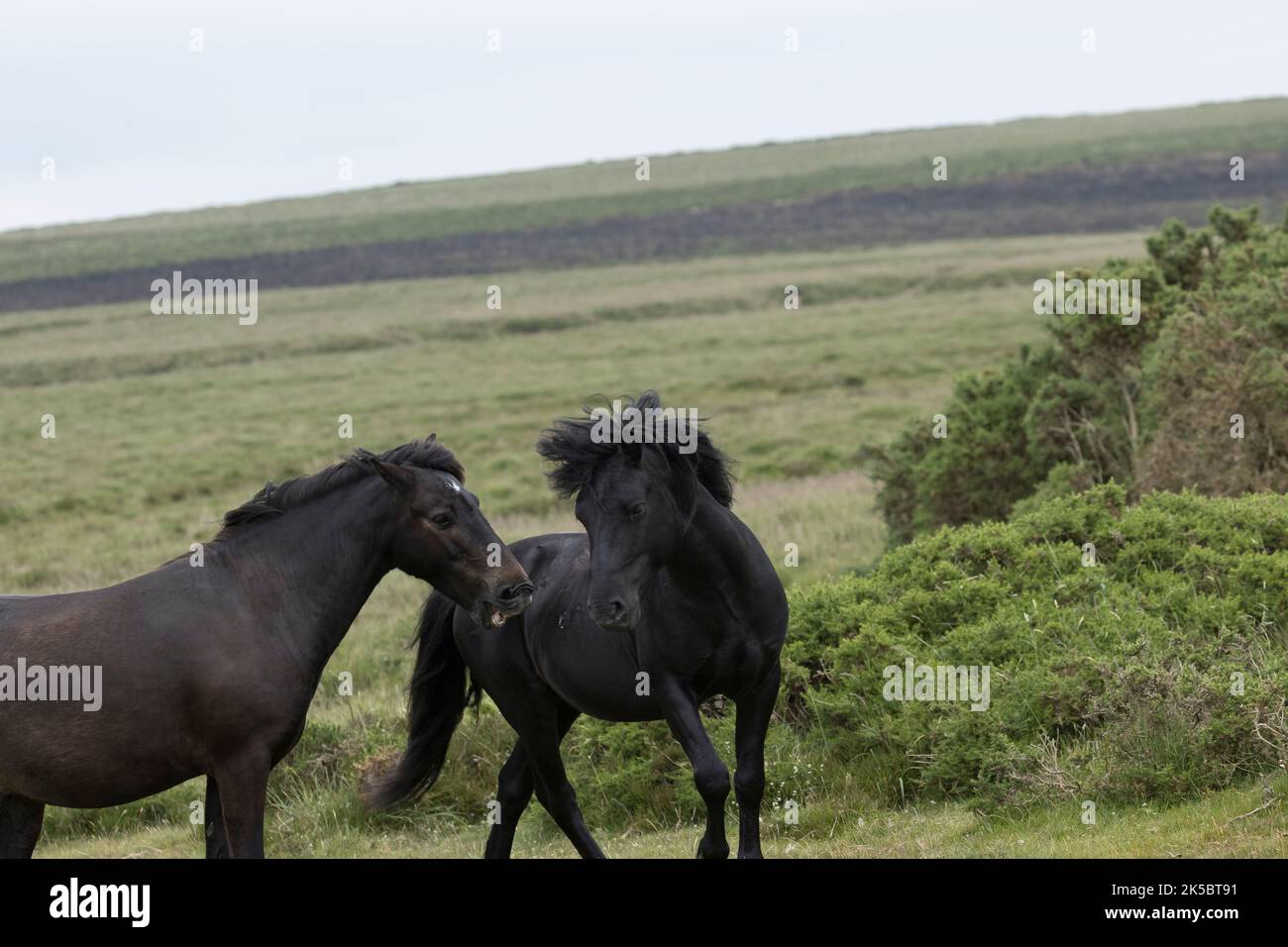 Dartmoor ponies horse national parc England United Kingdom Stock Photo