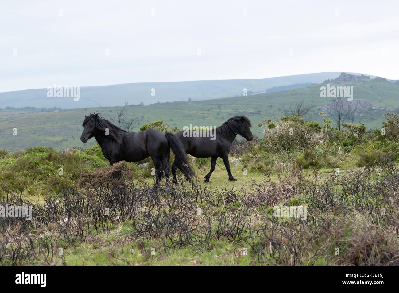 Dartmoor ponies horse national parc England United Kingdom Stock Photo