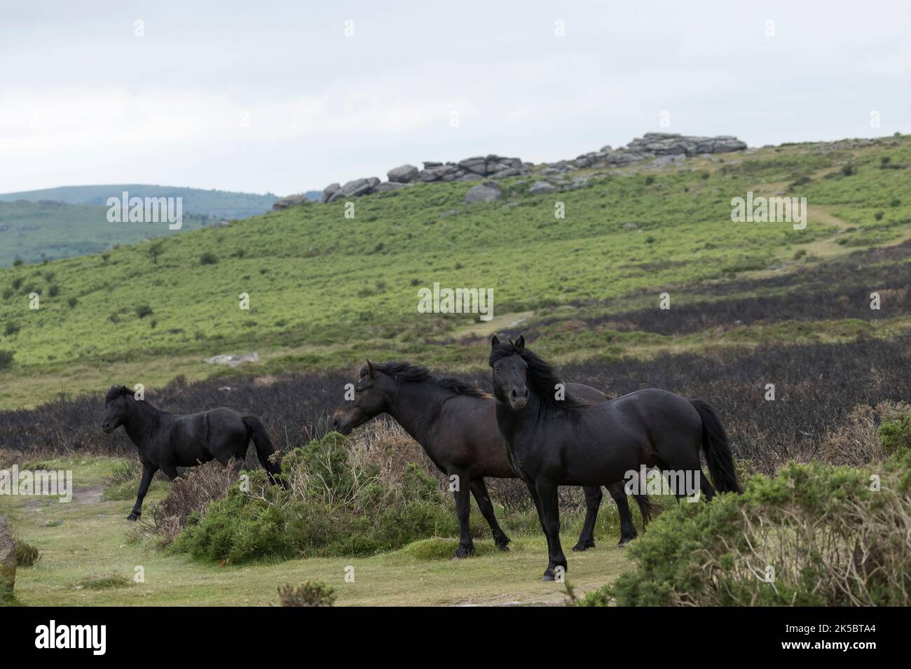 Dartmoor ponies horse national parc England United Kingdom Stock Photo