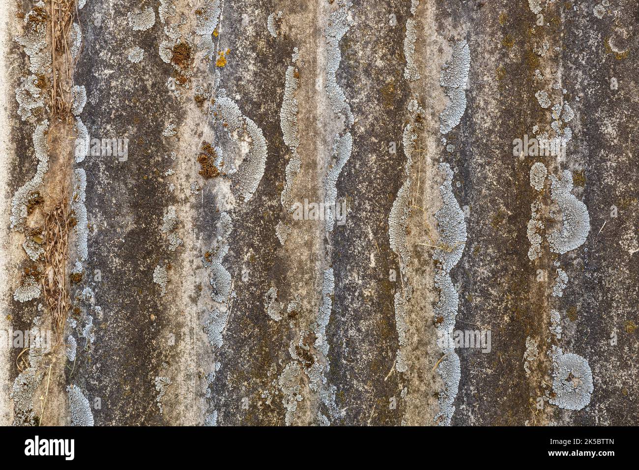 Texture of old asbestos slate covered with lichen and moss. Vintage natural background. Stock Photo