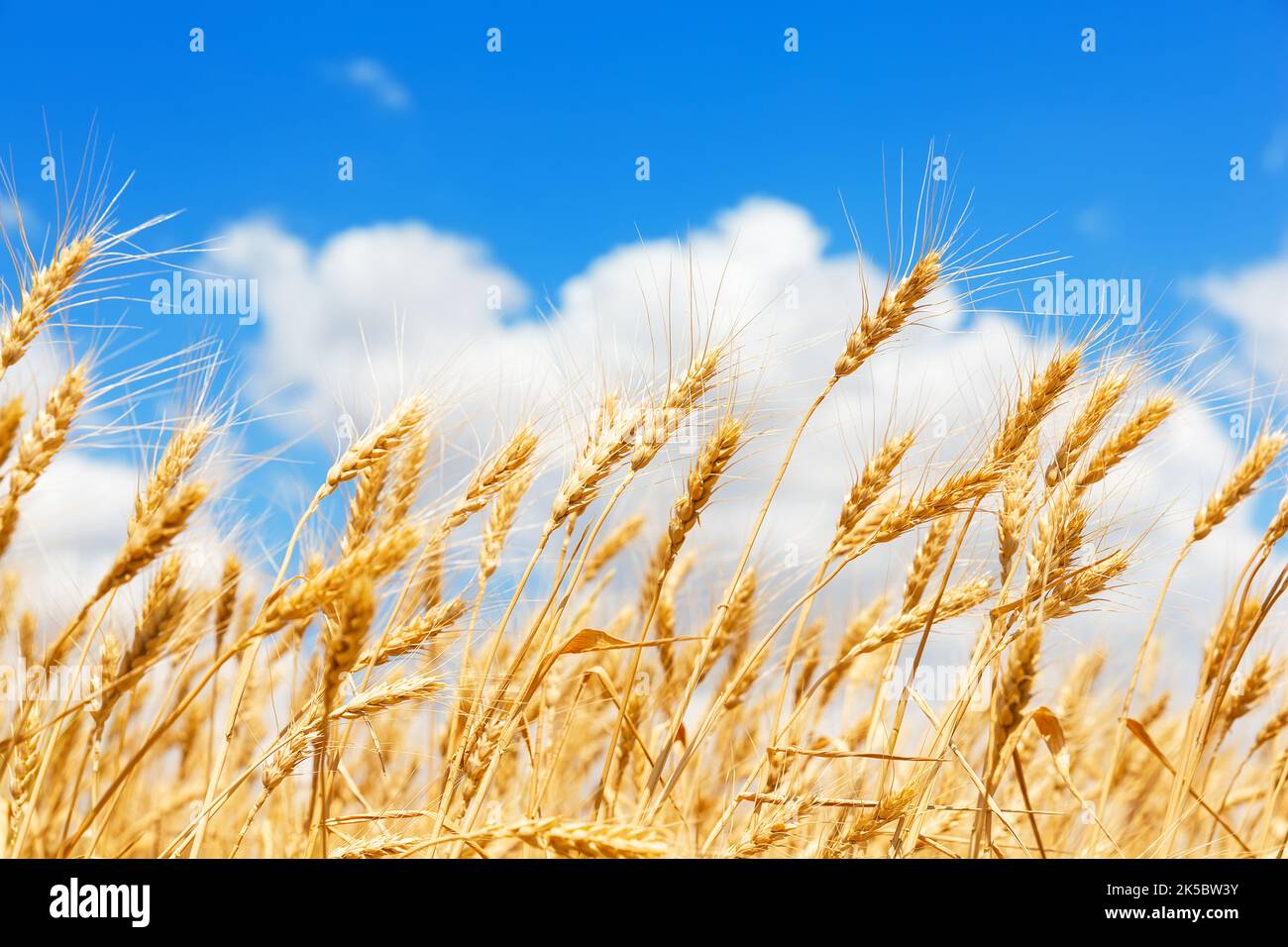 Golden ears of wheat against the blue sky and clouds, close up. Harvest ...