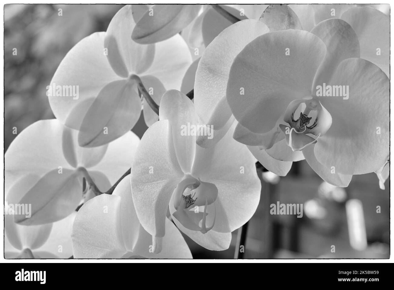 Black and white orchid in our house. High quality black and photo from a orchid in our living room.  Stock Photo