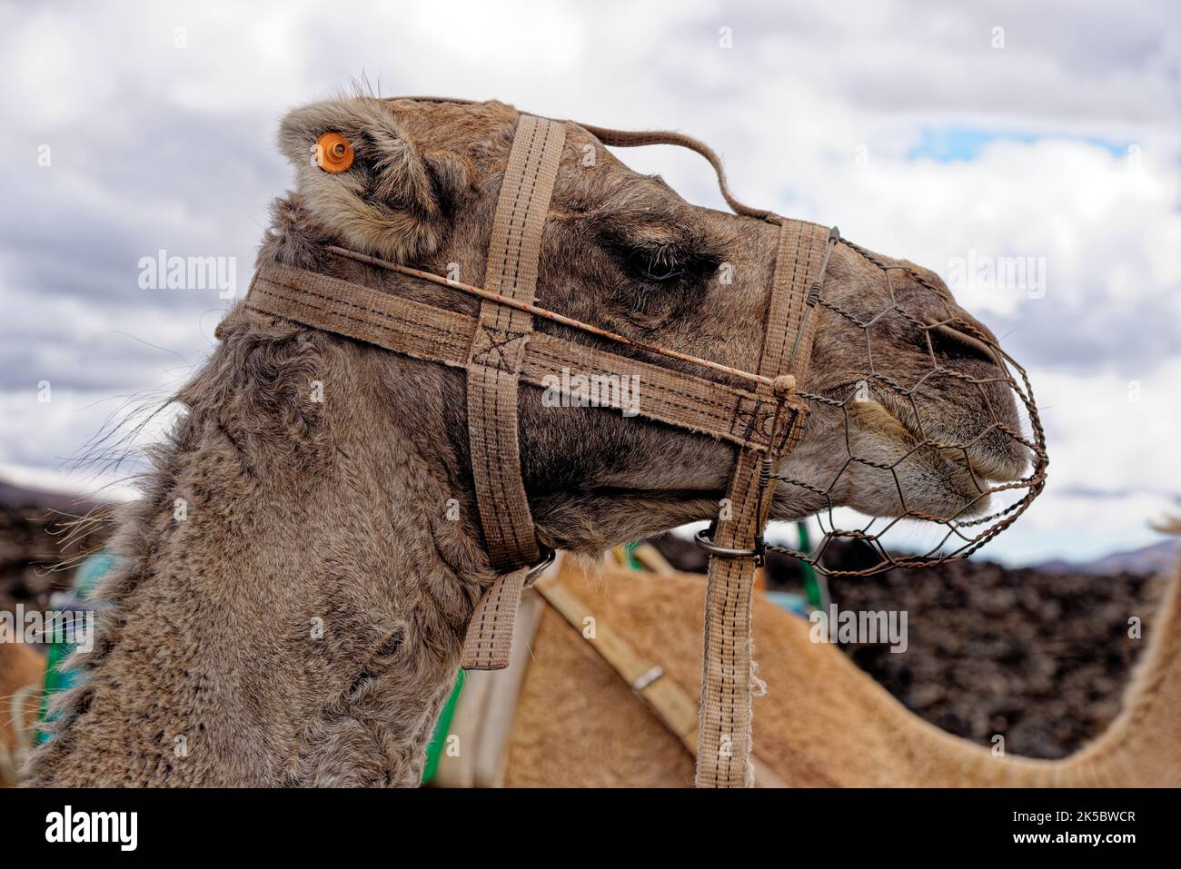 Closeup of camel waiting for tourists in National Park of Timanfaya ...