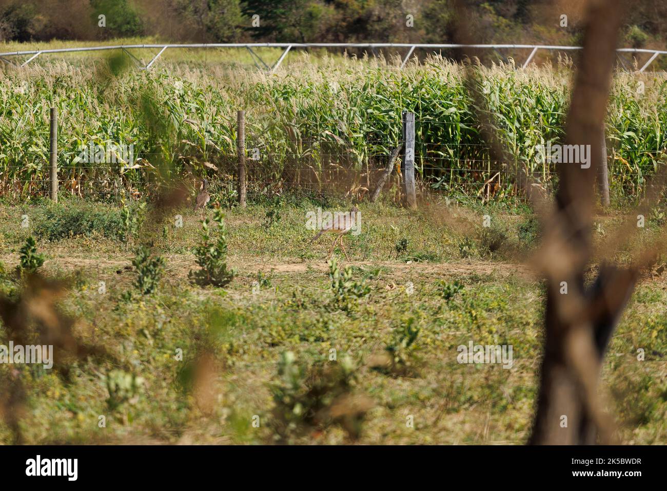 siriema bird near a corn farm in Minas Gerais Brazil Stock Photo