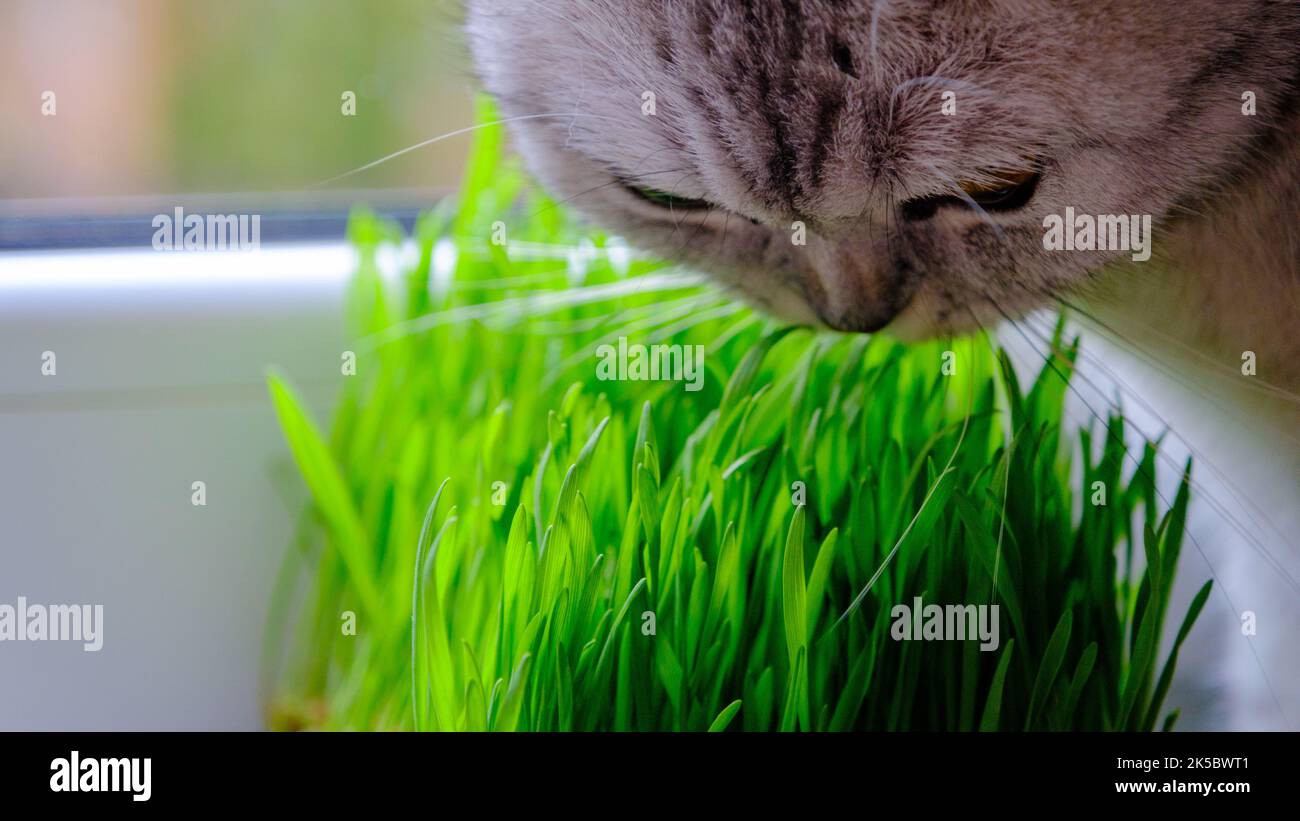 The kitten eats green young grass. Close up. Selective focus. Stock Photo