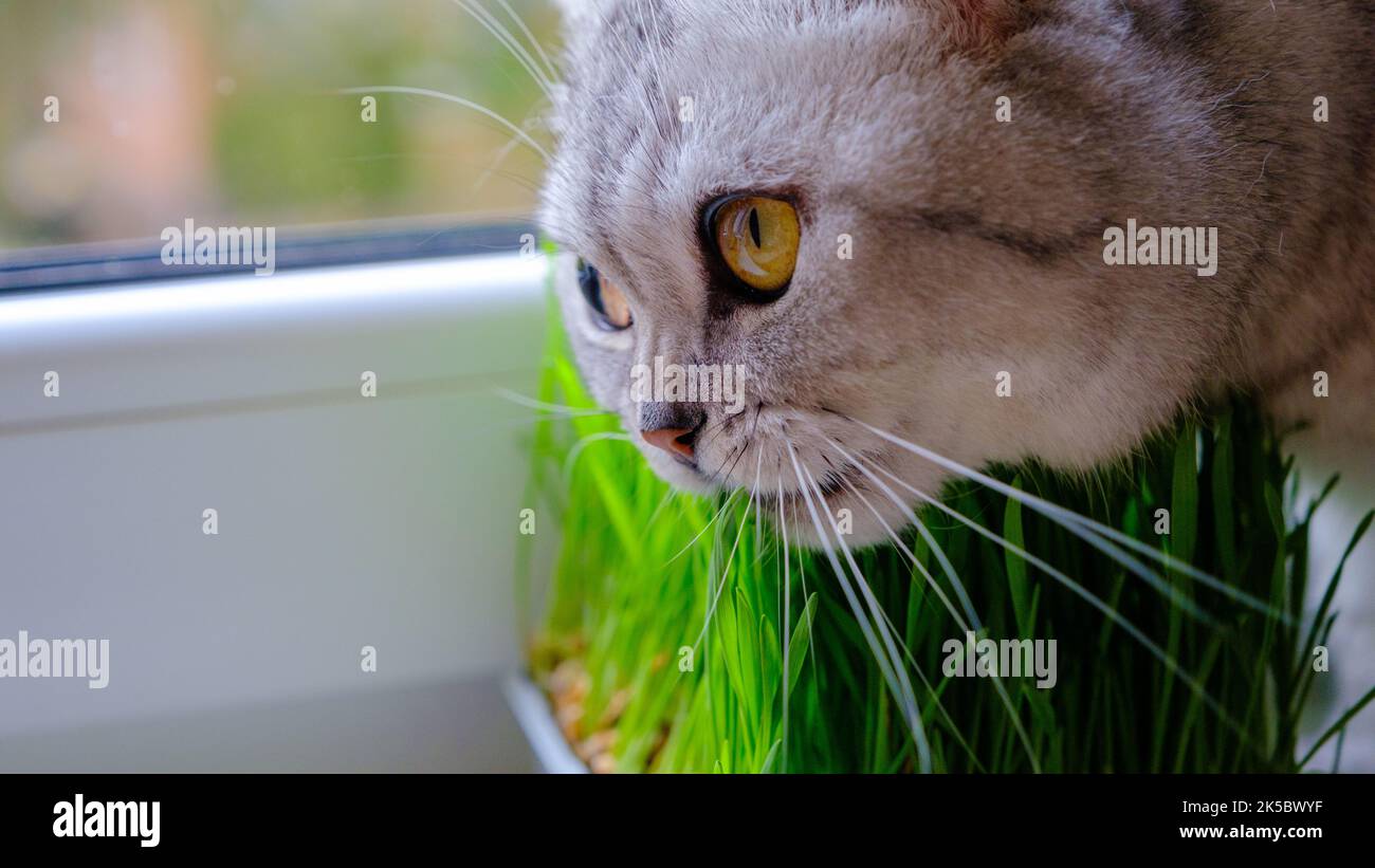 The kitten eats green young grass. Close up. Selective focus. Stock Photo
