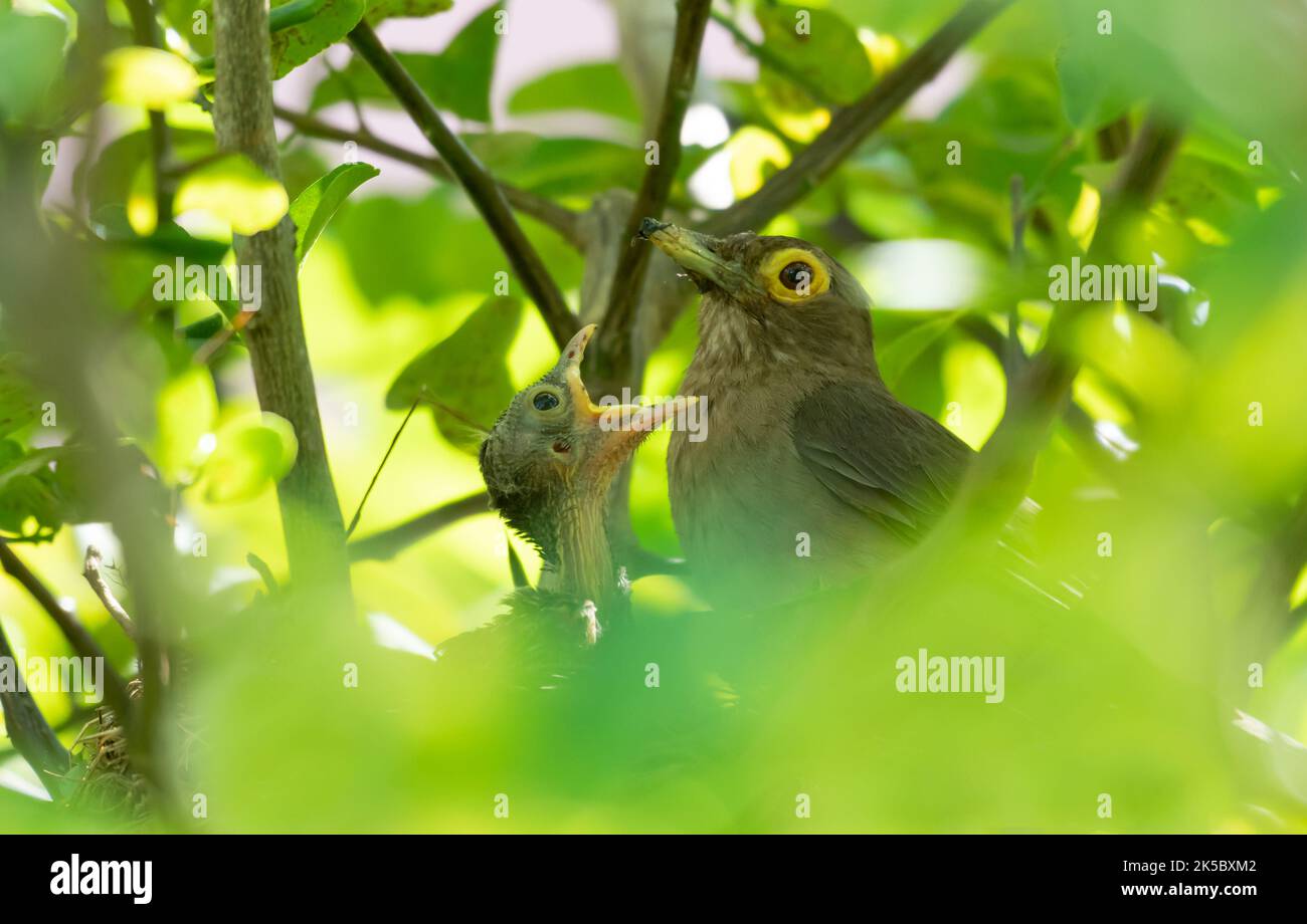 Mother bird, feeding its baby in a birds nest hidden in a tree Stock