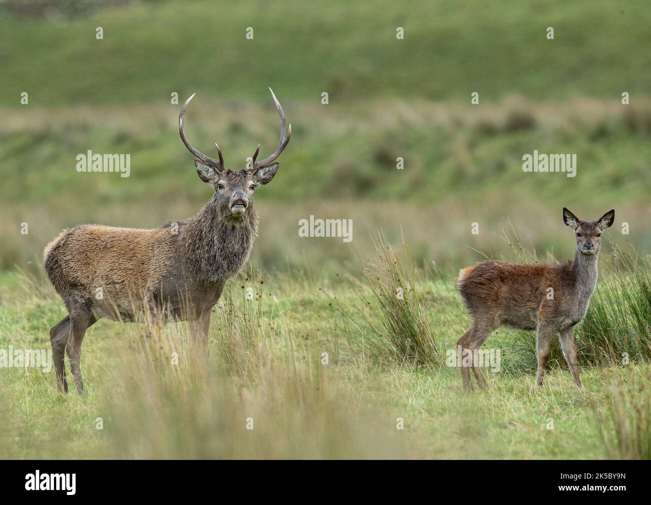 A Red Deer Stag ( Cervus elaphus ) and his teenage bride taken against the  the moorland and river banks   in Glen Affric . Scotland, UK Stock Photo