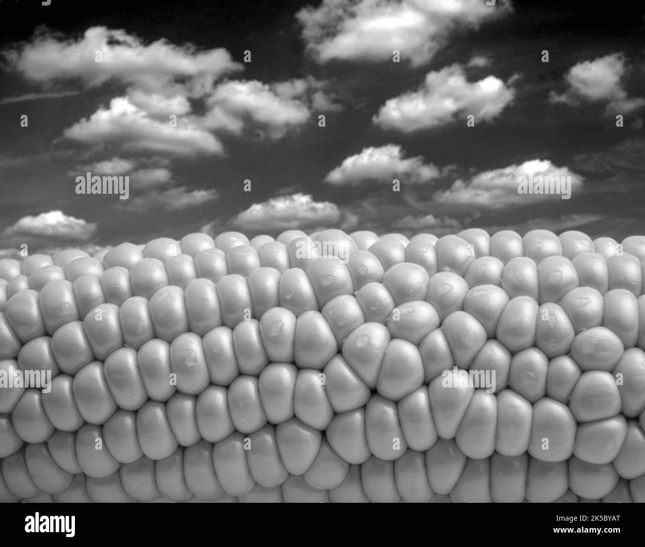 Corn circle Black and White Stock Photos & Images Alamy