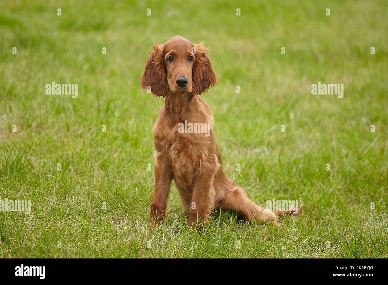 young brown Irish setter puppy on a green lawn. Stock Photo