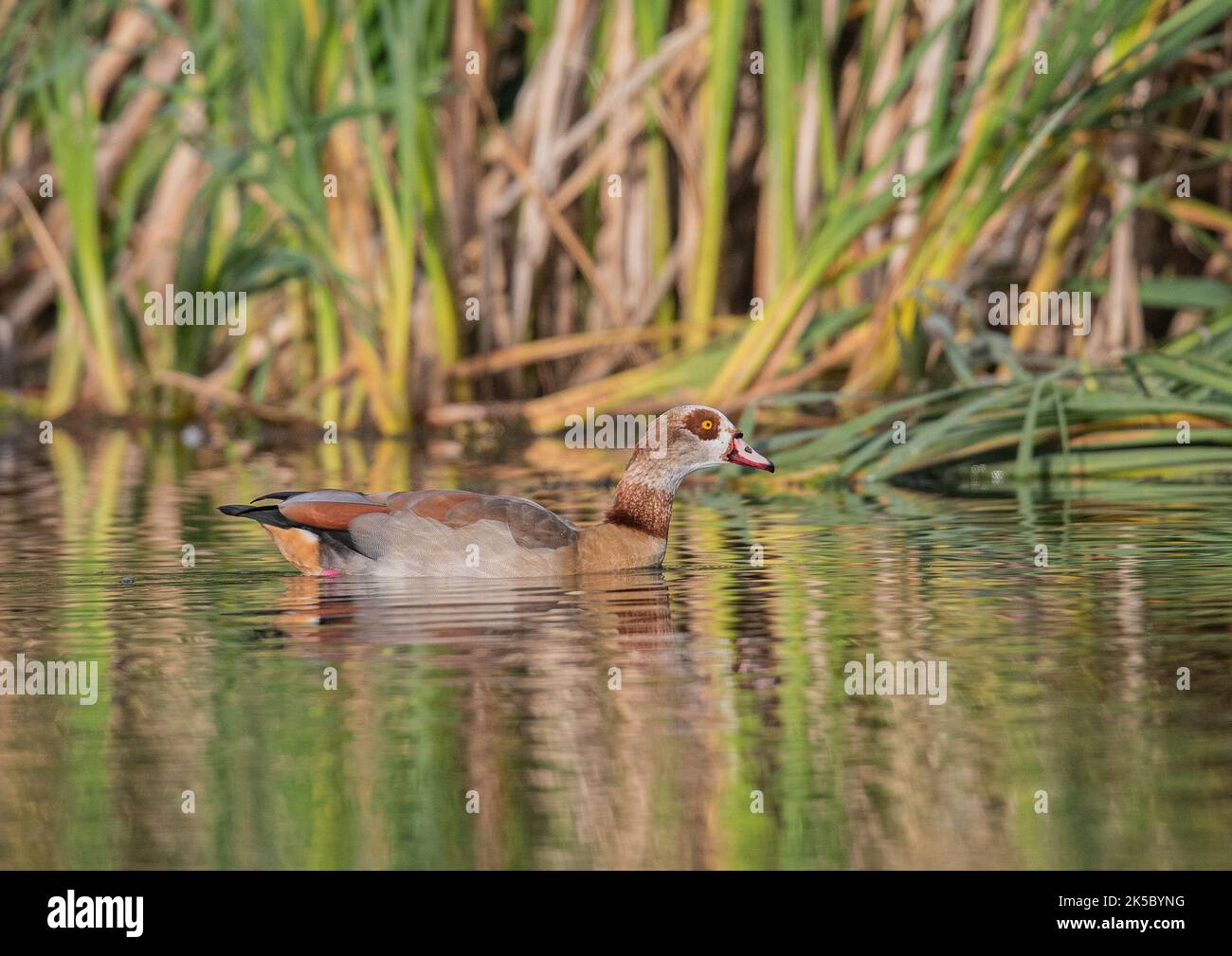 An Egyptian Goose (Alopochen aegyptiaca) swimming  on a  lake in the golden evening light . Suffolk, UK Stock Photo