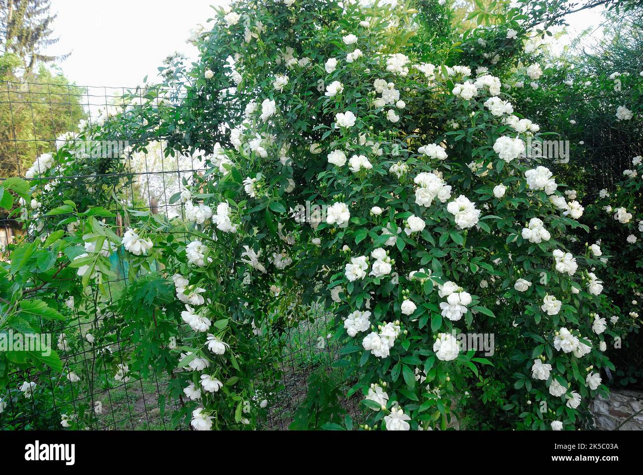 Rosa Banksiae Alba Plena is an old white rose. It was discovered in 1807 by William Kerr in a garden of Canton .Rose bush. Stock Photo