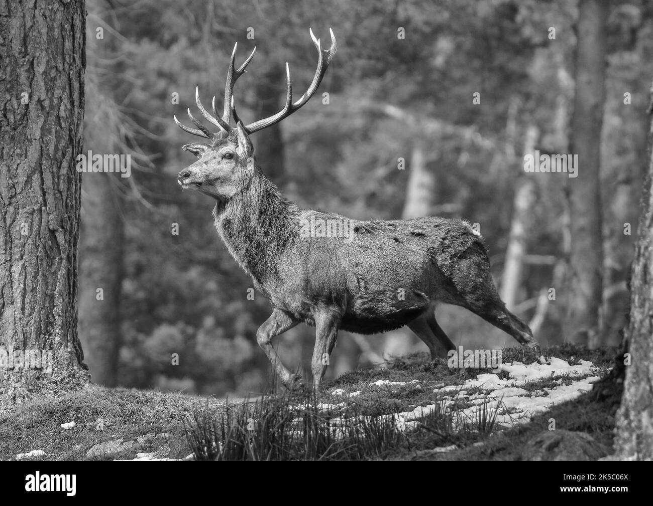 A majestic Red Deer Stag (Cervus elaphus) strutting his stuff in  the Caledonian Pine  Forest  In Monochrome   .Cairngorms , Scotland ,UK Stock Photo