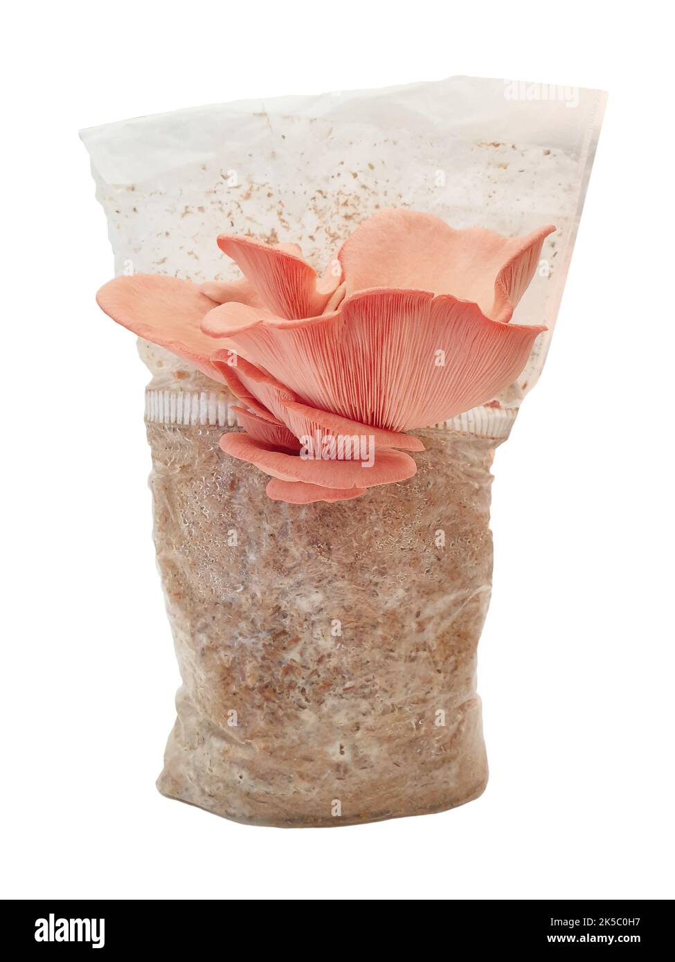 Pink Oyster mushroom growing on substrate. Isolated on white background