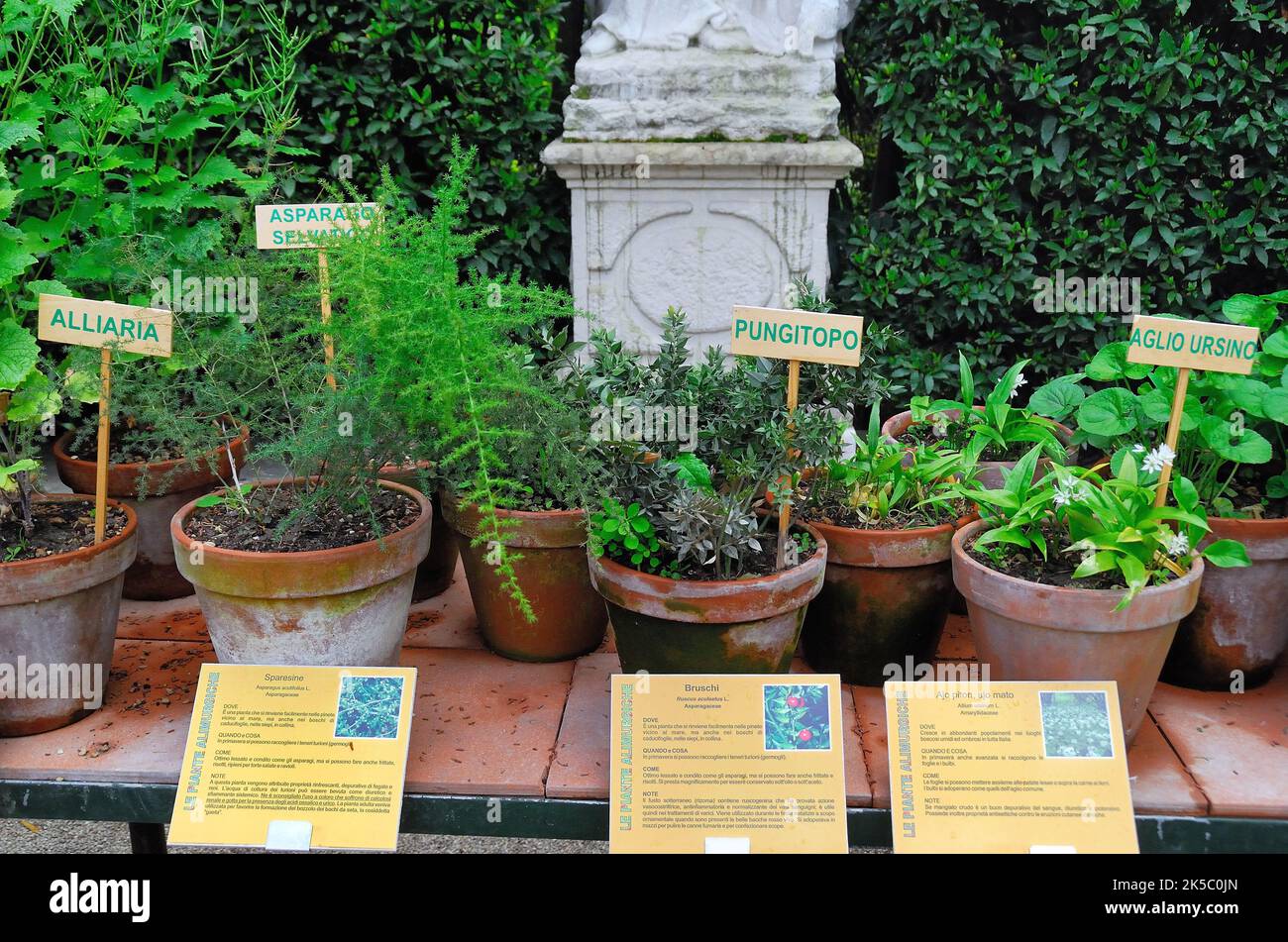 The University of Padua Botanical Garden. The Botanical Garden of the University of Padua was established in 1545 for the cultivation of medicinal plants. Plants of the Mediterranean wood Stock Photo