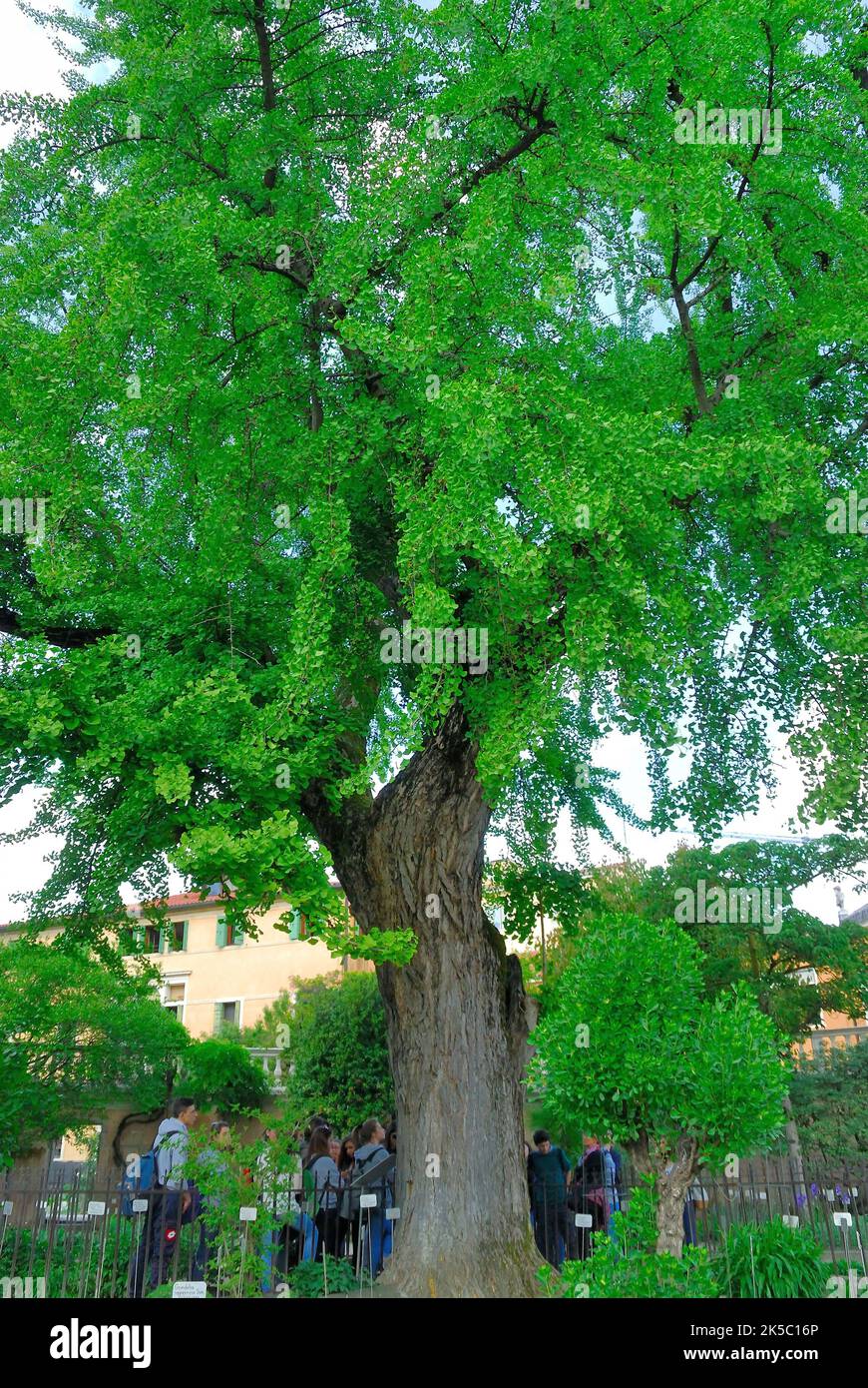 The University of Padua Botanical Garden. The Botanical Garden of the University of Padua was established in 1545 for the cultivation of medicinal plants. Schoolchildren visiting the botanical garden.Ginkgo biloba, this ginkgo is male and female as a result of grafting. Stock Photo