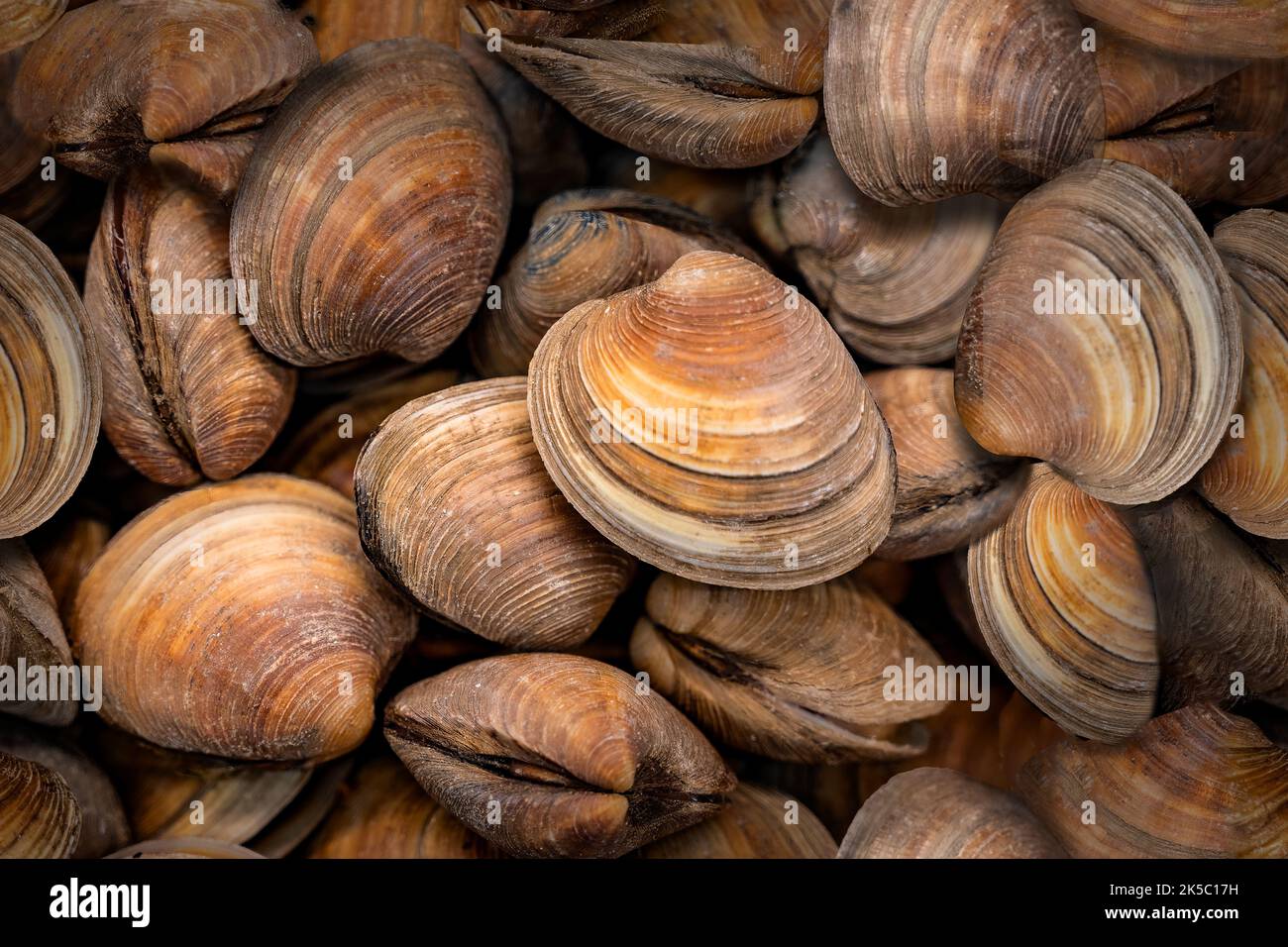 Fresh edible clams seamlessly repeating pattern Stock Photo